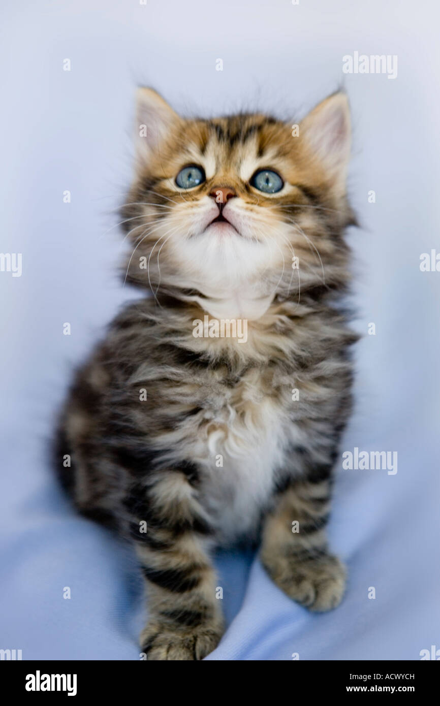 Tabby kitten tourné contre une toile de soie bleu pastel curieux Banque D'Images