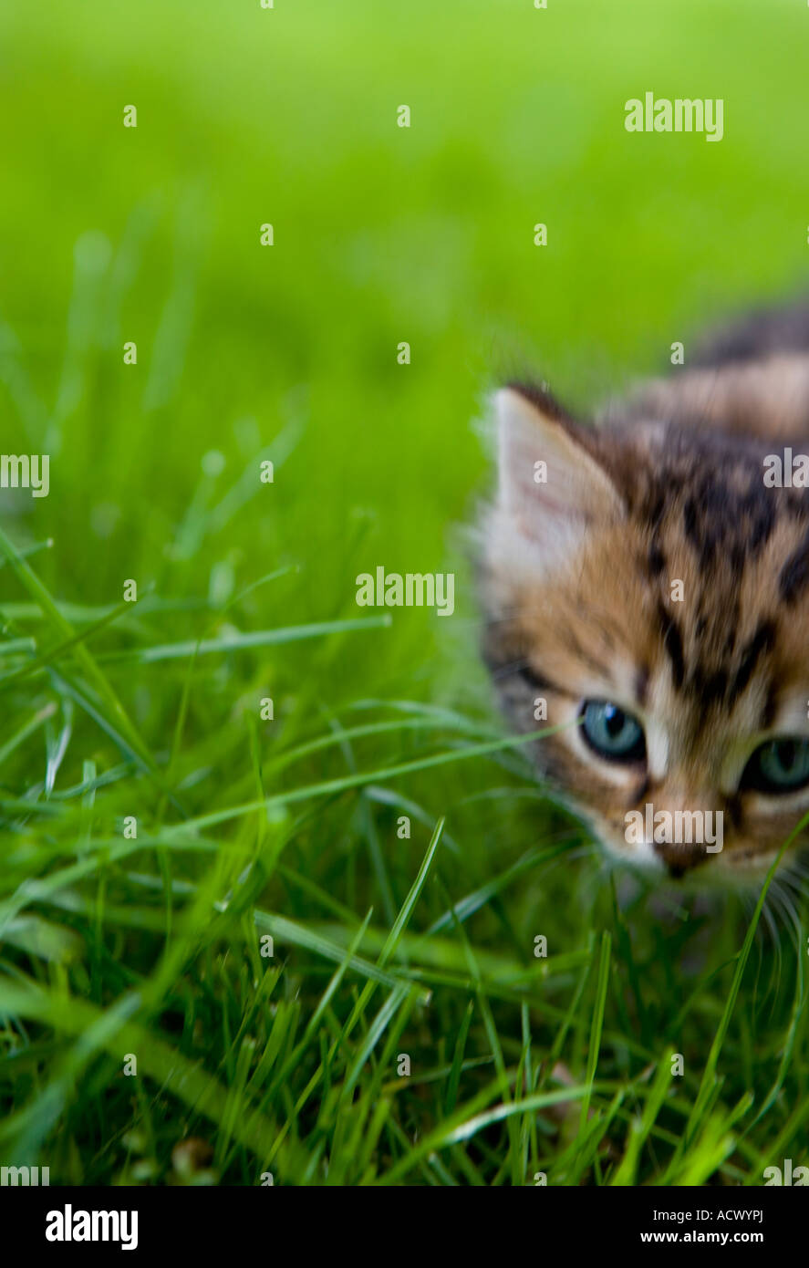 L'exploration de son chaton entourant Banque D'Images