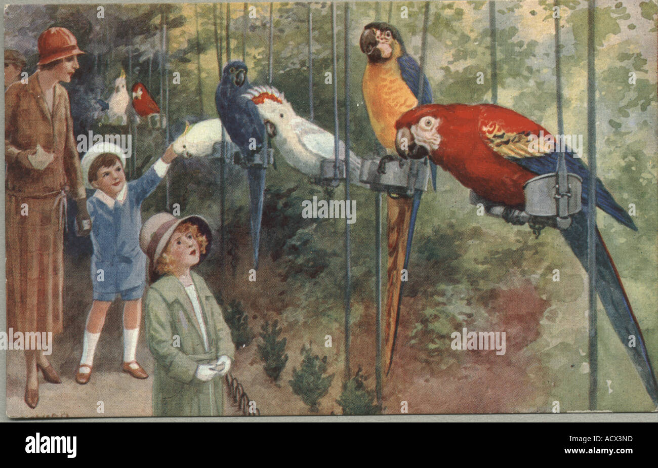 Carte postale de voeux de perroquets au zoo vers 1935 Banque D'Images