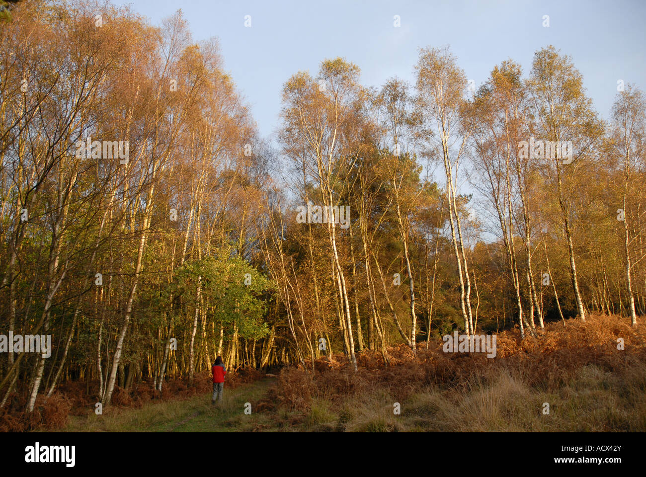 Walker dans la forêt d'Ashdown, East Sussex, Angleterre Banque D'Images