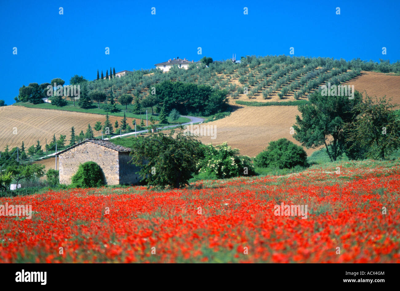 Fleurs de pavot rouge Verger Toscane Italie Banque D'Images