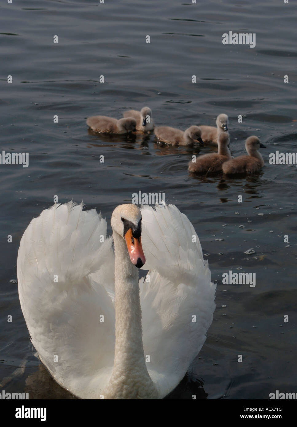 Des profils Cygne muet (Cygnus olor) Nager sur un lac d'eau douce avec ses jeunes. Banque D'Images