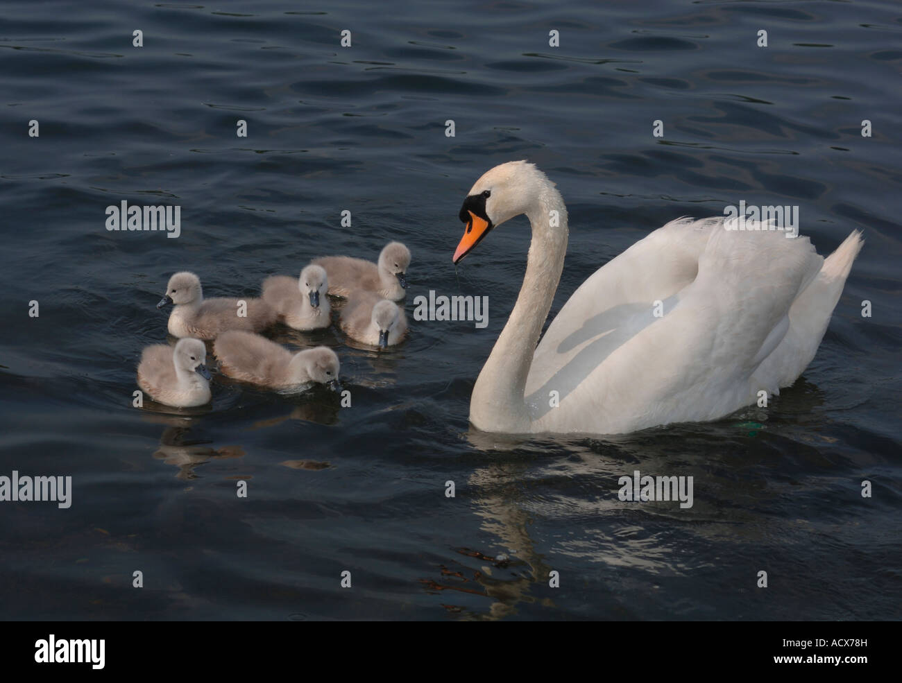 Des profils Cygne muet (Cygnus olor) Nager sur un lac d'eau douce avec ses jeunes. Banque D'Images