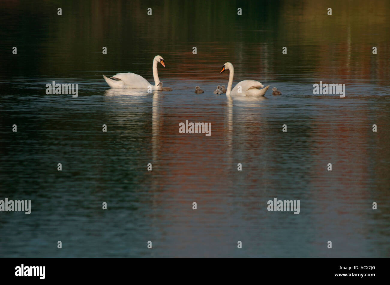 La famille Cygne tuberculé (Cygnus olor). Banque D'Images