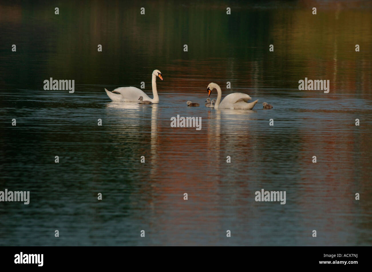 La famille Cygne tuberculé (Cygnus olor). Banque D'Images