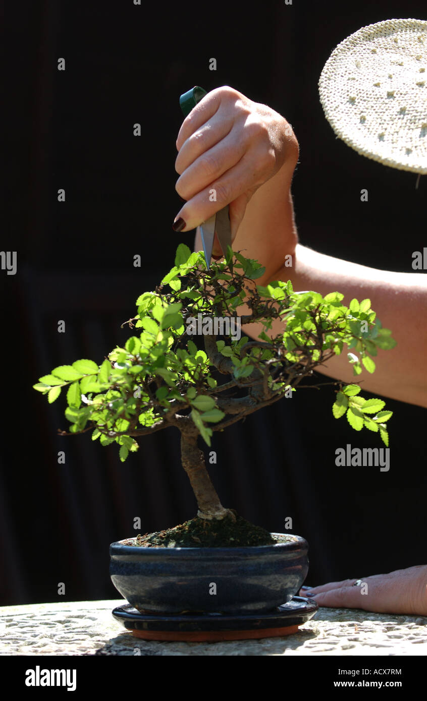 Une dame dans un grand chapeau de soleil pruneaux un bonsaï Arbre chêne  chinois ( Ulmus parvifolia Photo Stock - Alamy