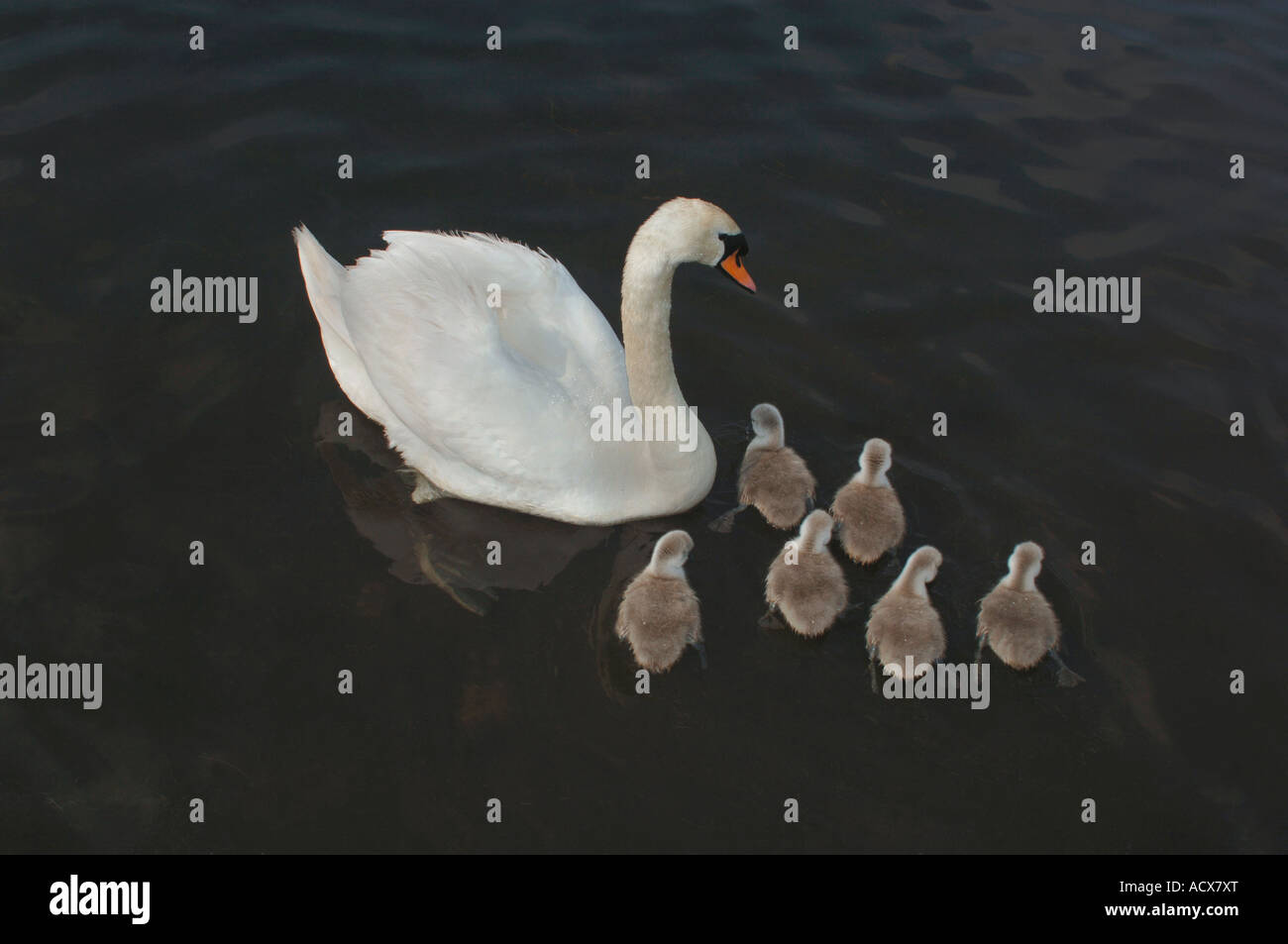 Des profils Cygne muet (Cygnus olor) Nager sur un lac d'eau douce avec ses jeunes. Banque D'Images