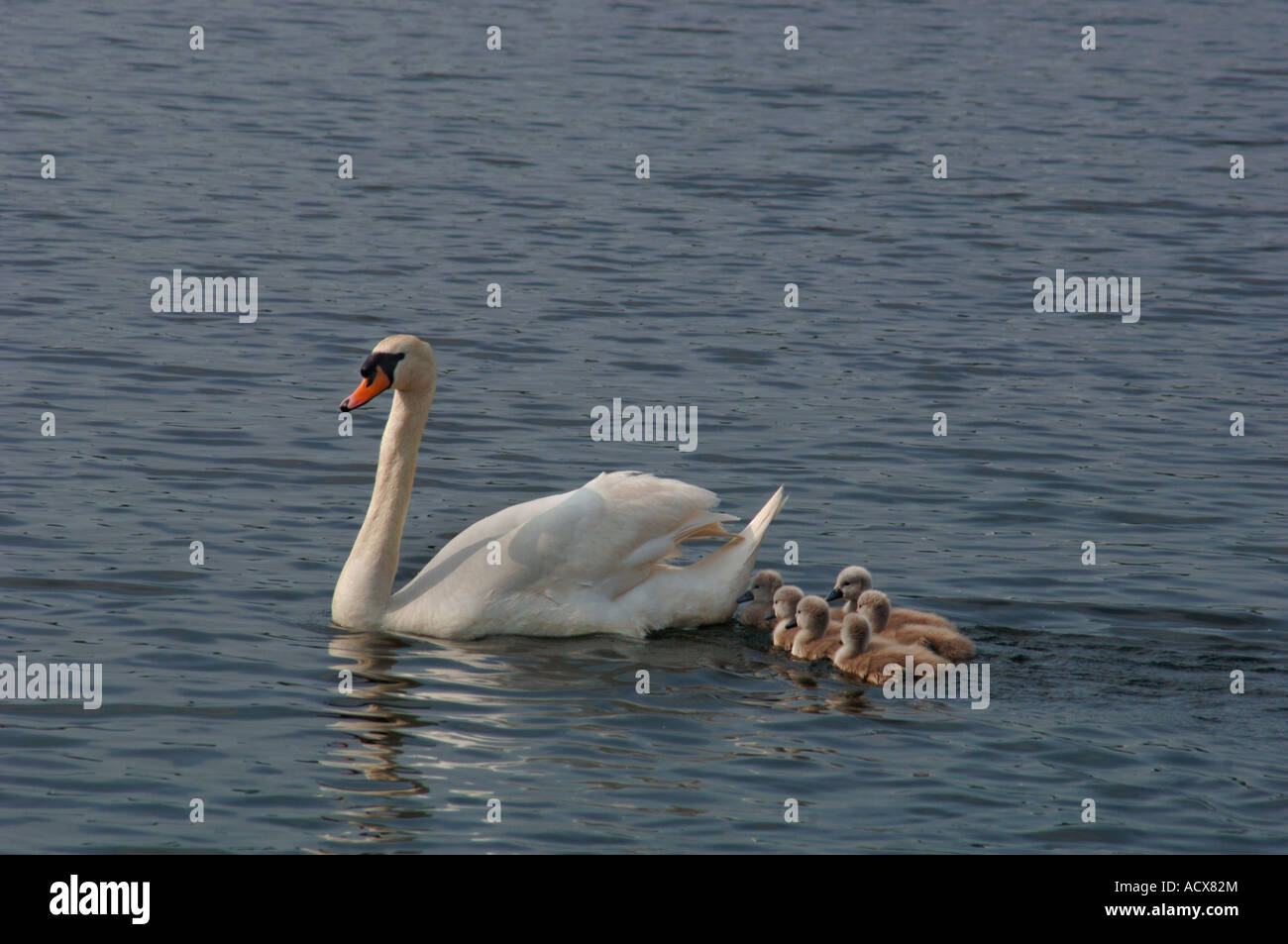 Des profils Cygne muet (Cygnus olor) Nager sur un lac d'eau douce avec ses jeunes. Banque D'Images