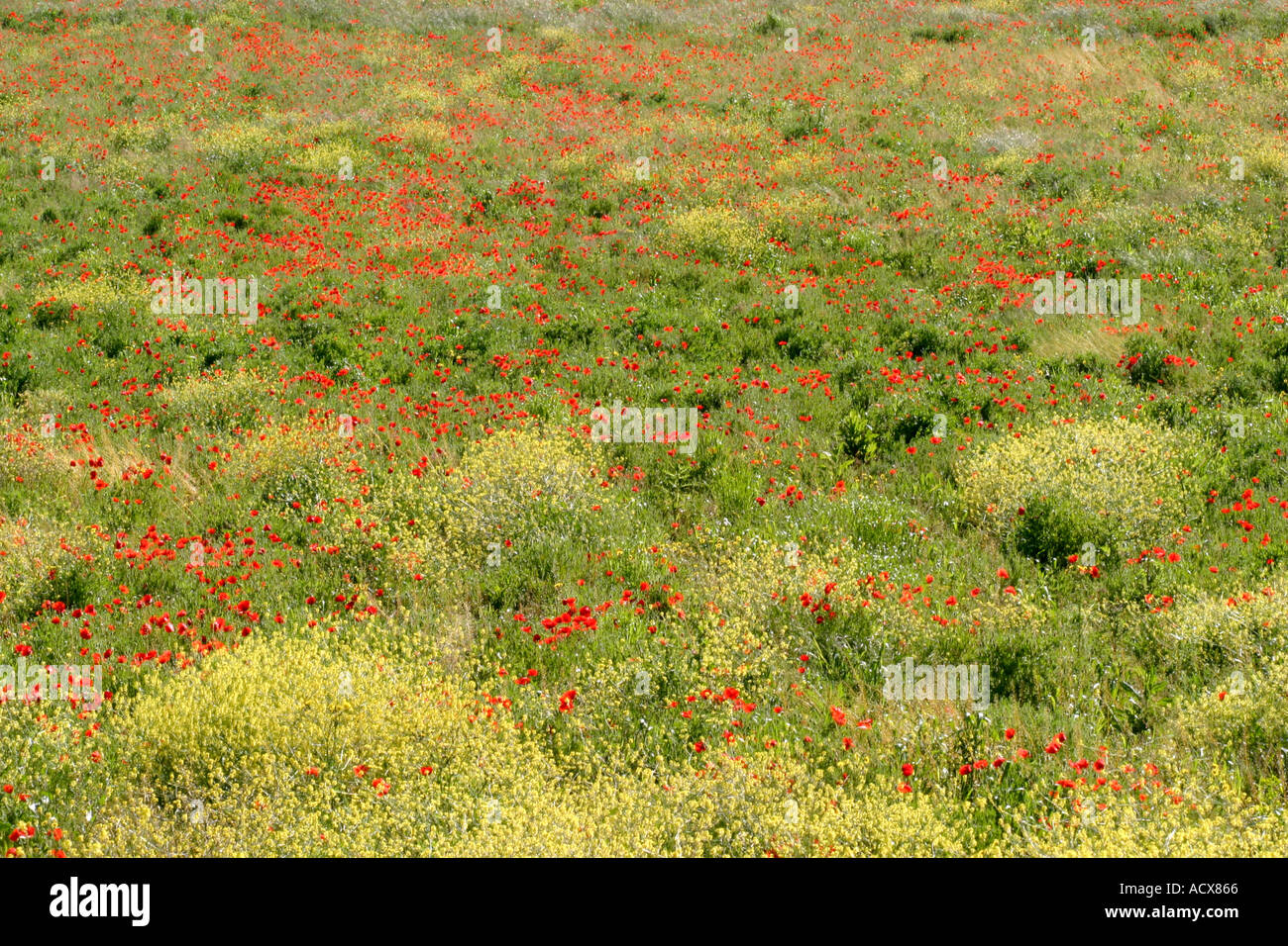 Beau Champ de fleurs sauvages typiques dans les Marches, Italie Banque D'Images