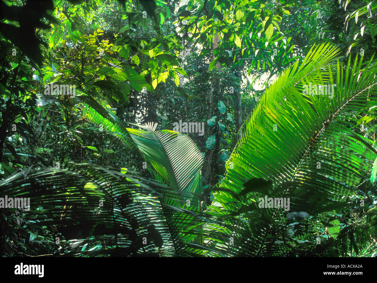 Forêt tropicale humide des basses terres dans le département Amazon Regionm. Loreto Pérou Amérique du Sud. Palm est Attalea sp. Banque D'Images