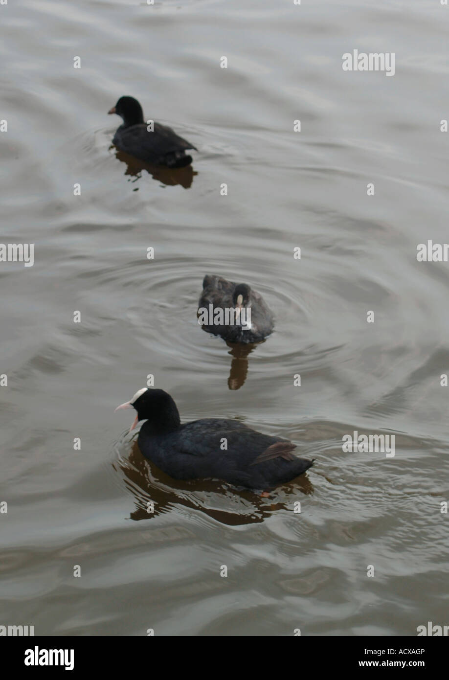 Foulque d'adultes avec deux de ses jeunes, sur un lac d'eau douce. (Fulica atra). Banque D'Images