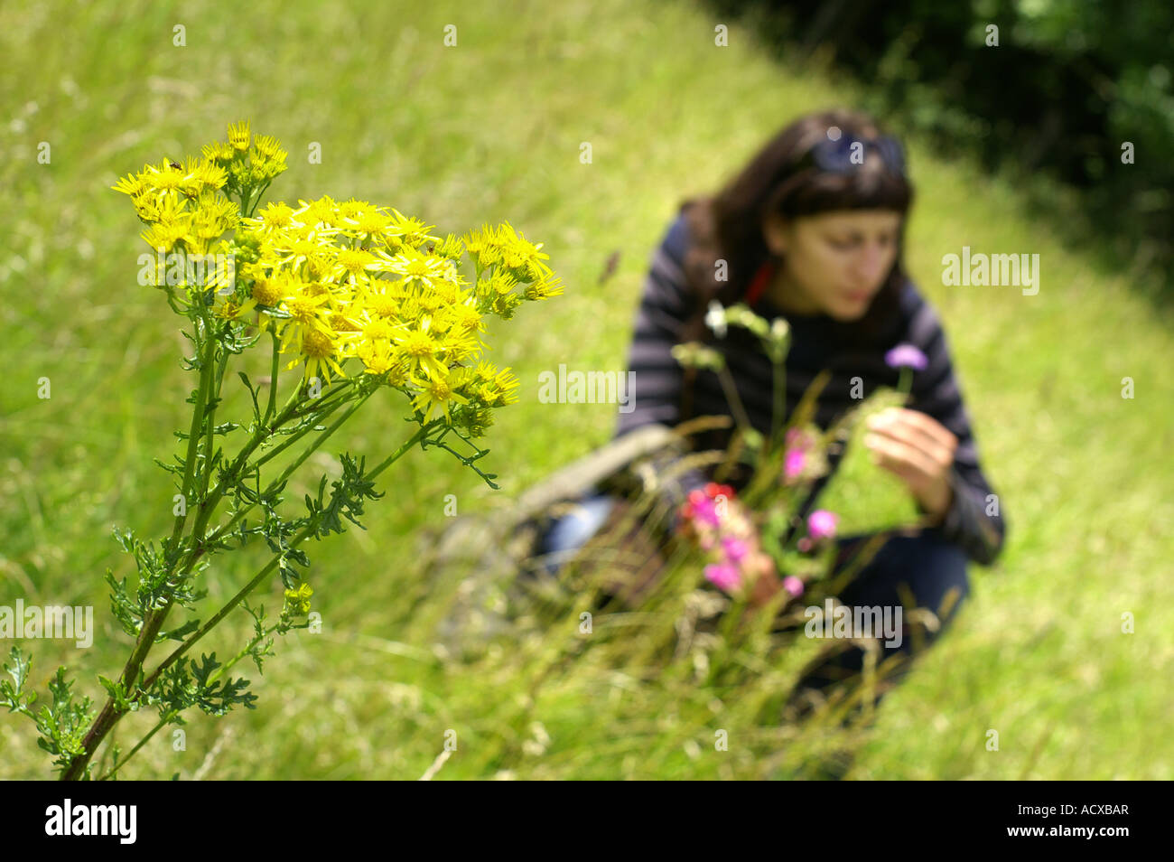 Girl les mauvaises herbes sur le pré Banque D'Images