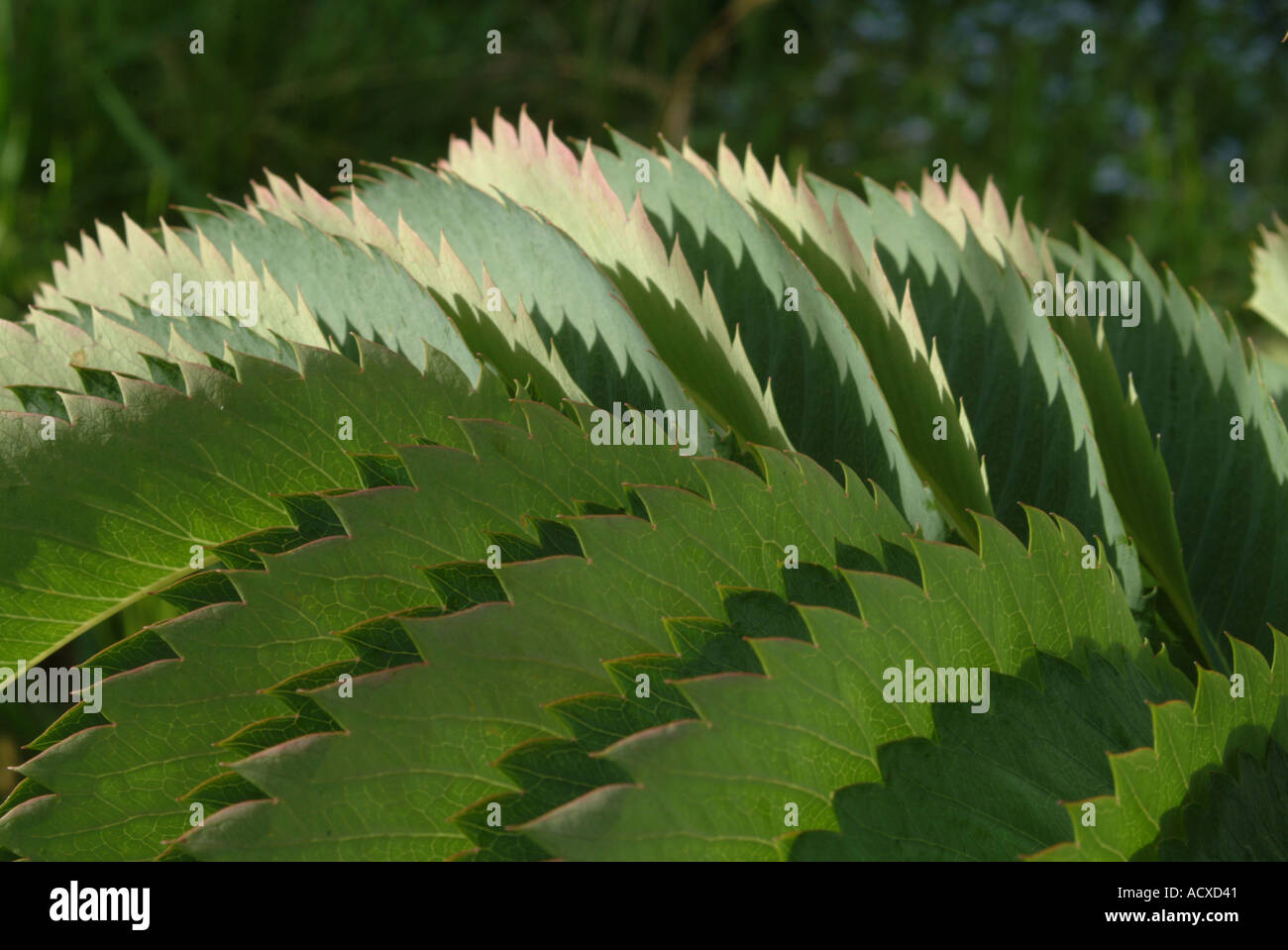 Les feuilles dentelées de la Major Melianthus Banque D'Images