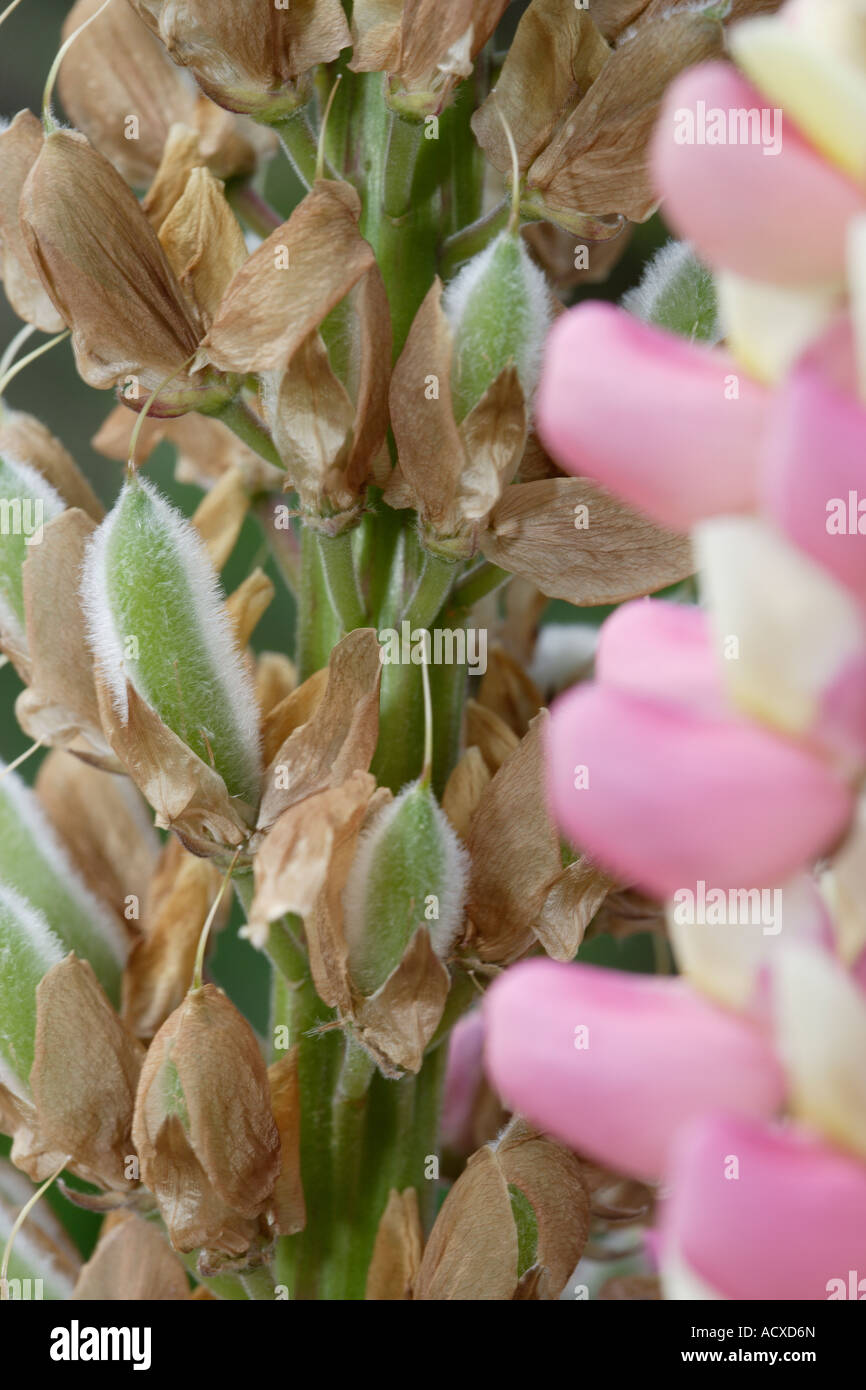 Les fleurs et les coupelles de semences de lupin Banque D'Images