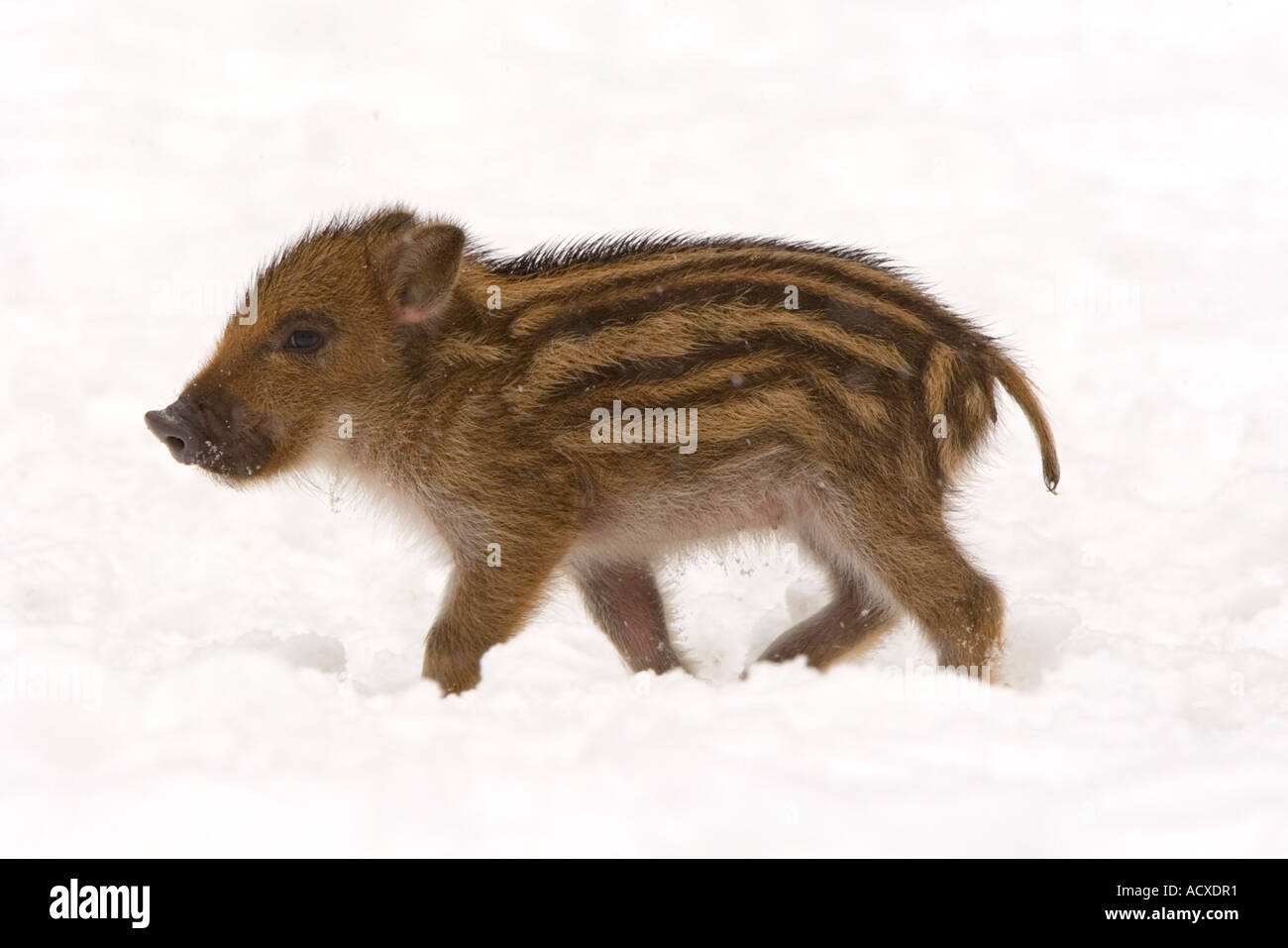 Marcassin dans la neige, Sus scrofa Banque D'Images