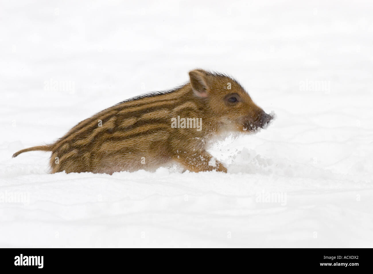 Marcassin dans la neige, Sus scrofa Banque D'Images