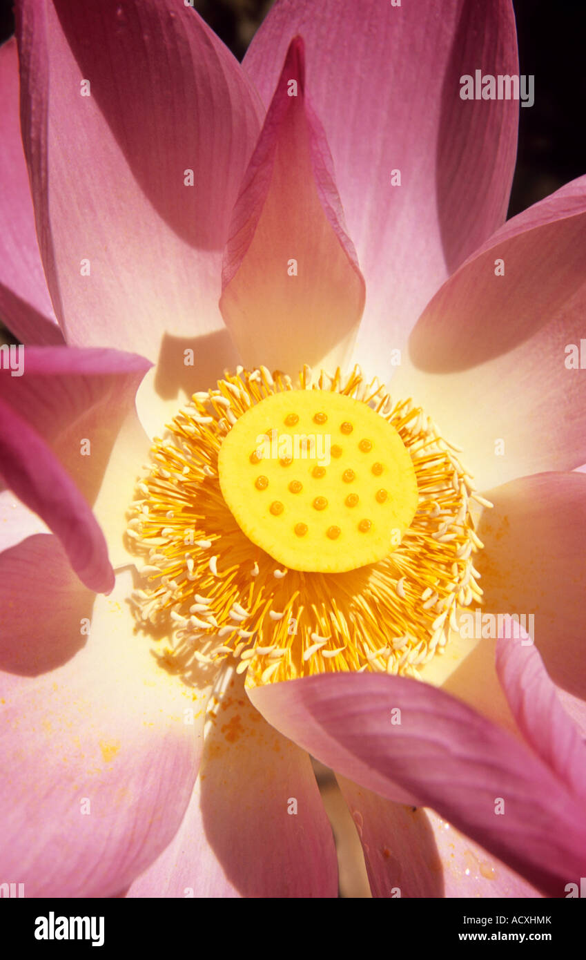 Fleur de Lotus (Nelumbo nucifera), Vietnam Banque D'Images