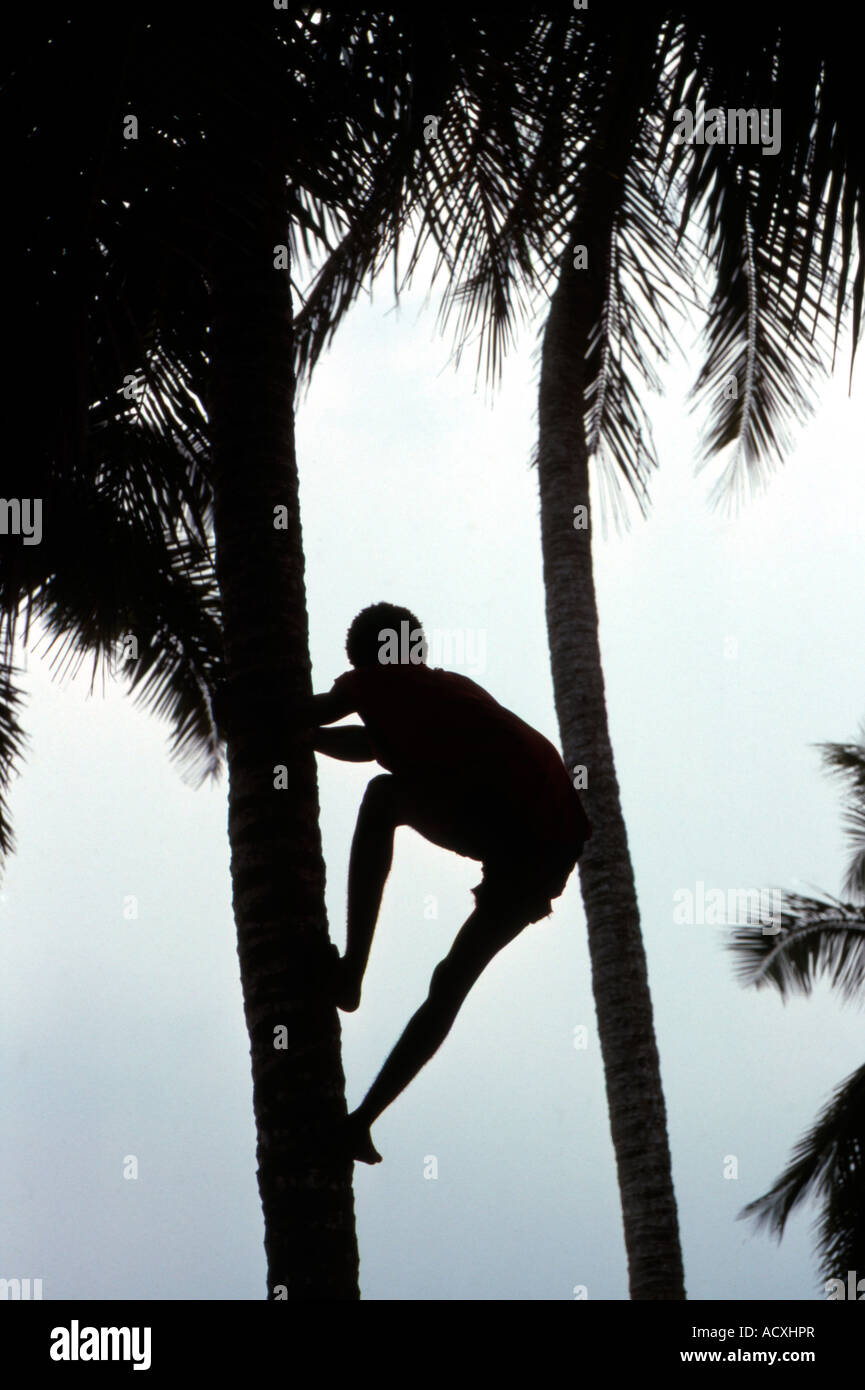 L'homme grimpe palmier à Cape Coast au Ghana l'Afrique de l'Ouest Banque D'Images