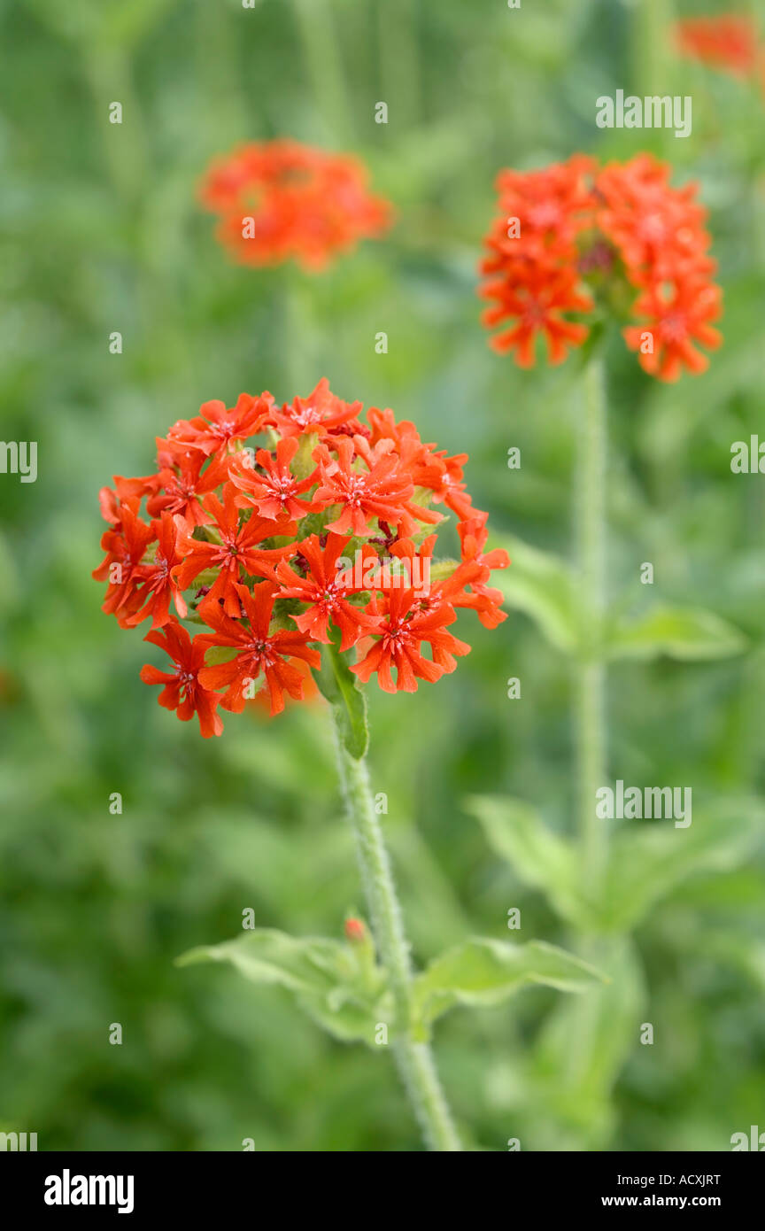 Lychnis Chalcedonica - fleurs de la croix de Malte Banque D'Images