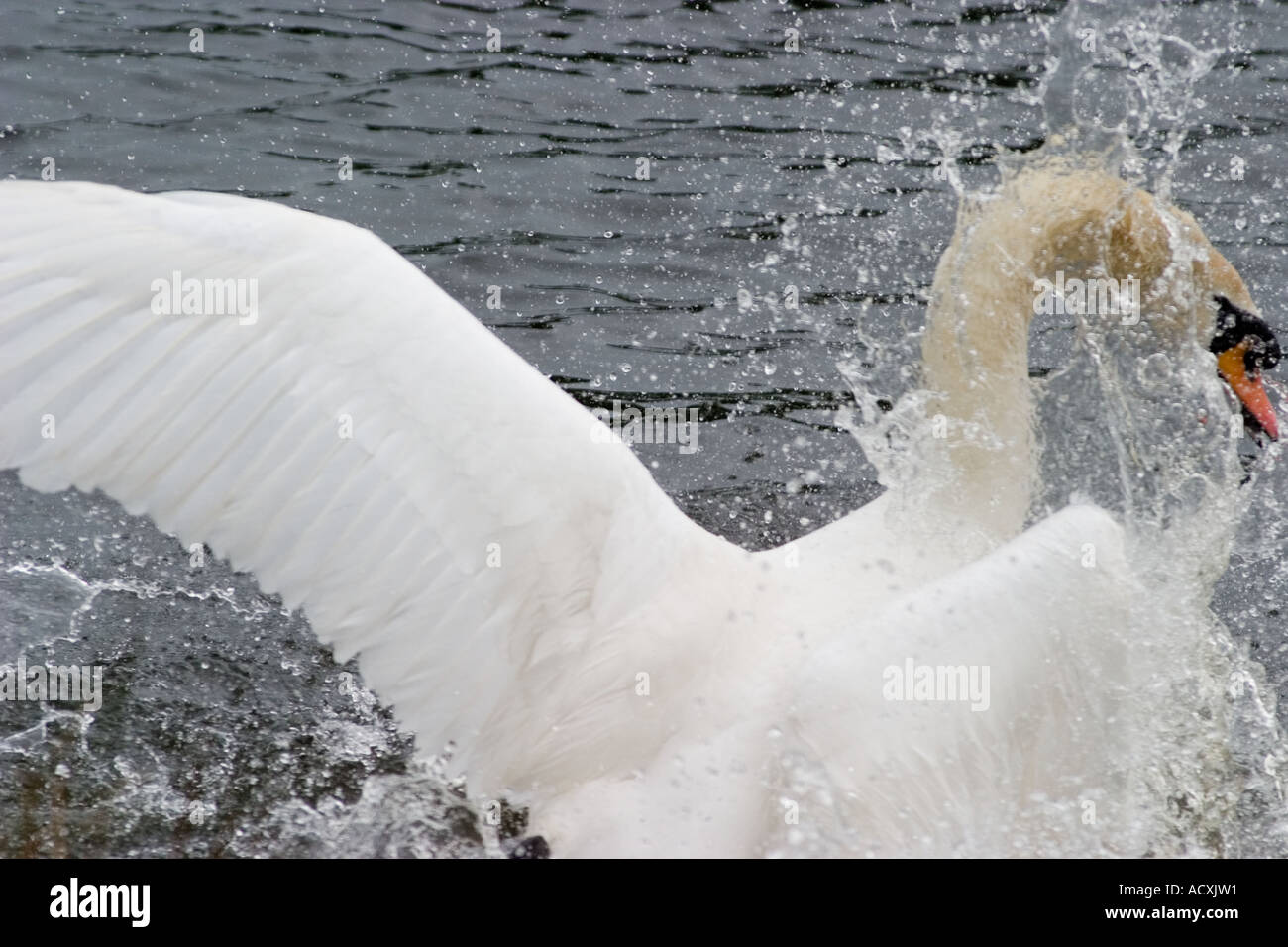 White Swan mâle ailes Battements pendant une attaque mortelle sur oies égyptiennes à Richmond Park Banque D'Images