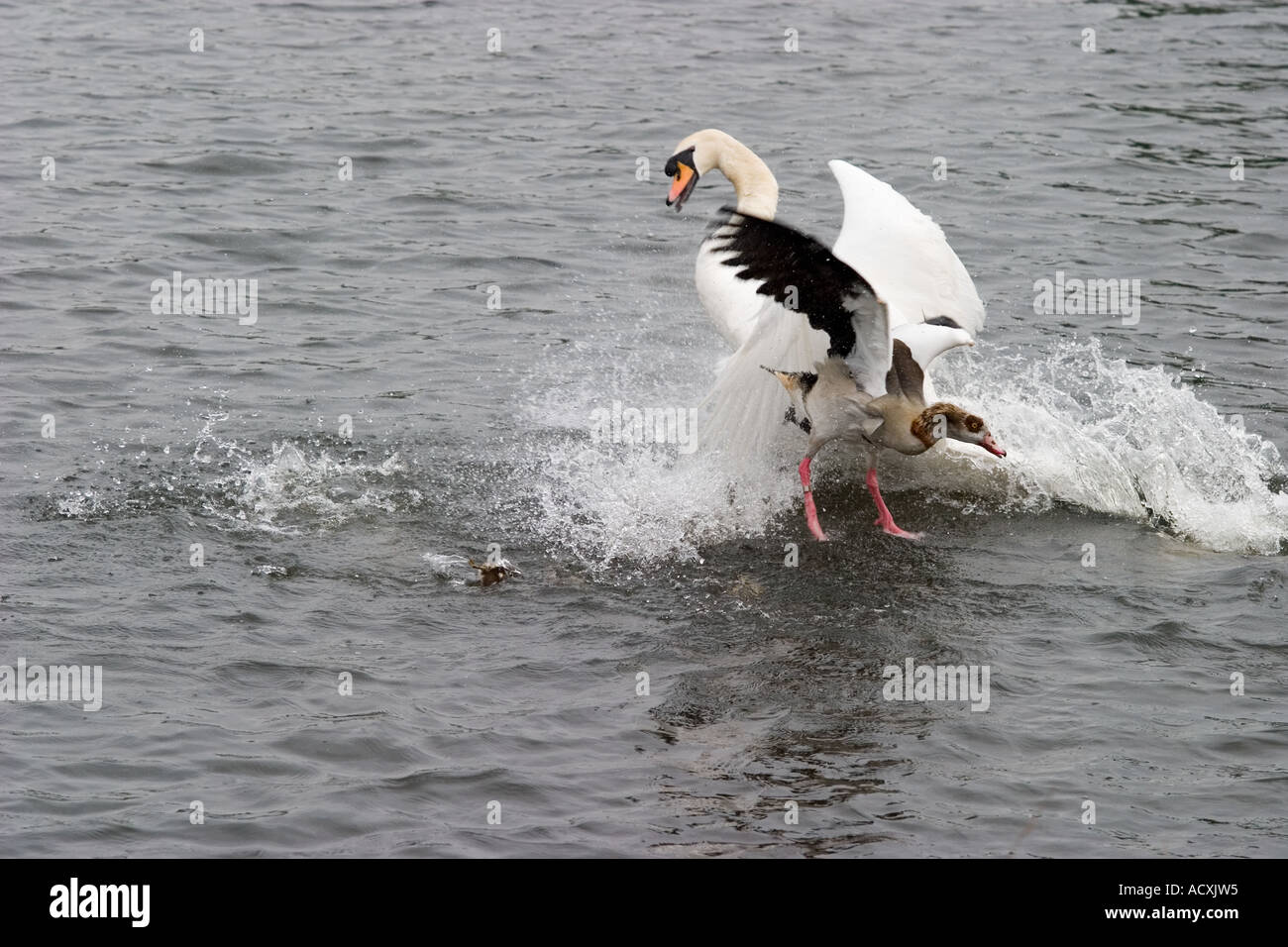 Swan mâle bat Egyptian goose avec aile dans Richmond Park au cours de l'attaque meurtrière Banque D'Images