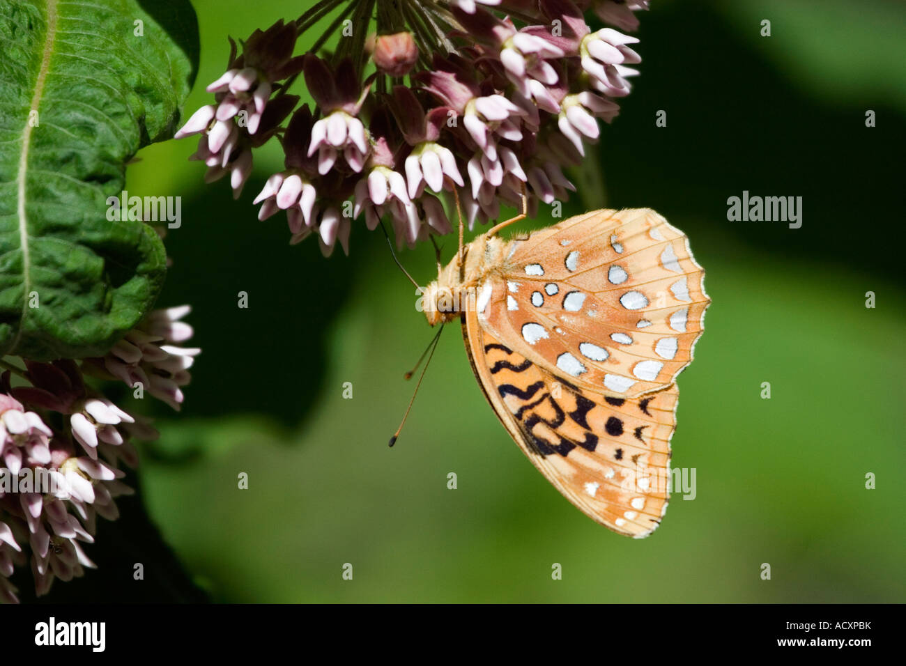 Great Spangled Fritillary papillon aux ailes repliées Banque D'Images