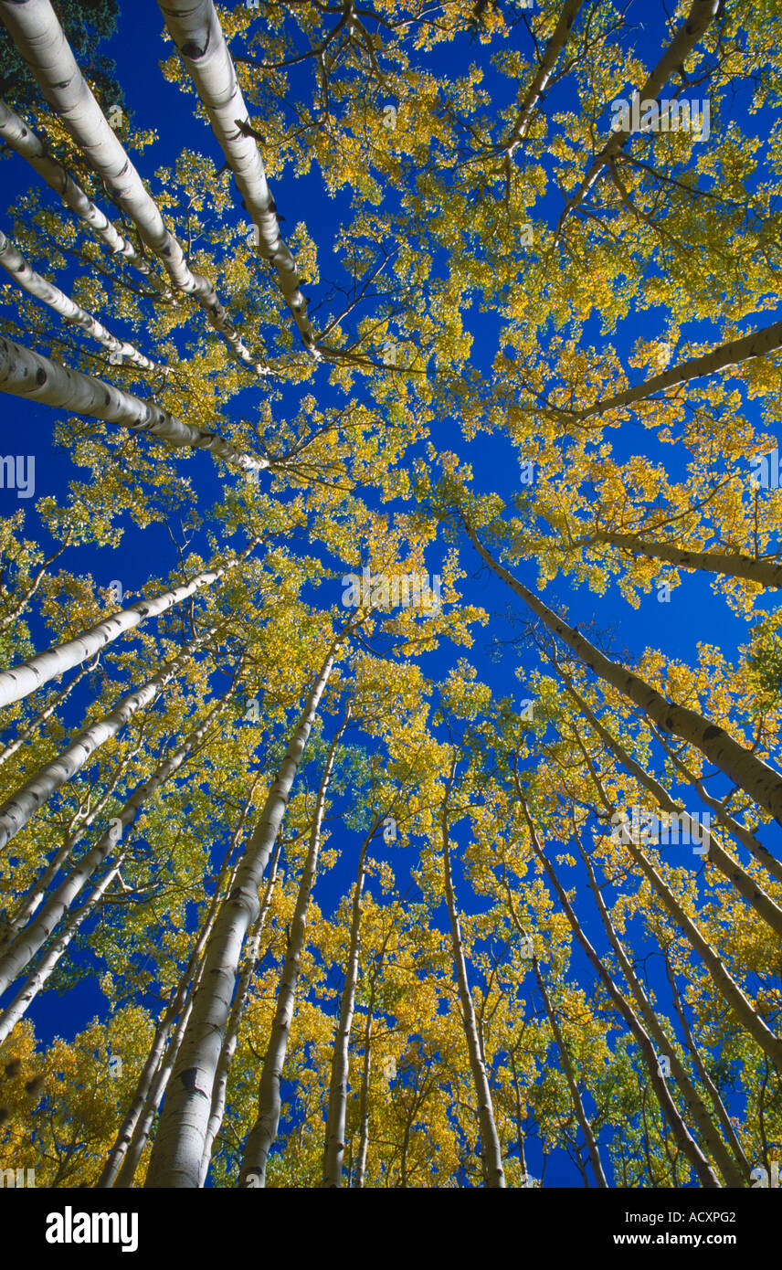 Trembles jaunissent en automne de Steamboat Springs, Colorado USA Banque D'Images
