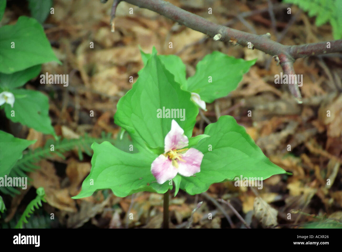 Trillium ovatum Trillium de l'Ouest Banque D'Images