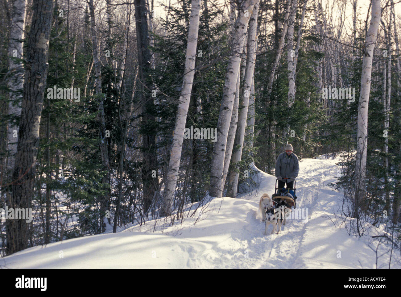 L'Ontario Whitney un chien sledder sur un sentier juste en dehors du parc provincial Algonquin Banque D'Images