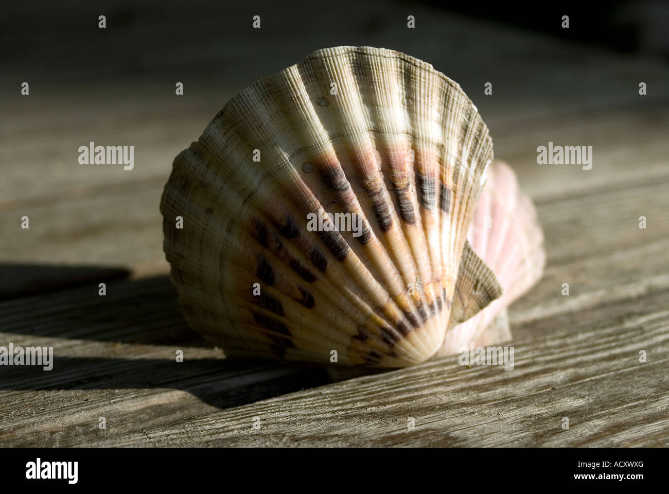 Sea Shell sur la vieille table de jardin fermer jusqu'wheatered Banque D'Images