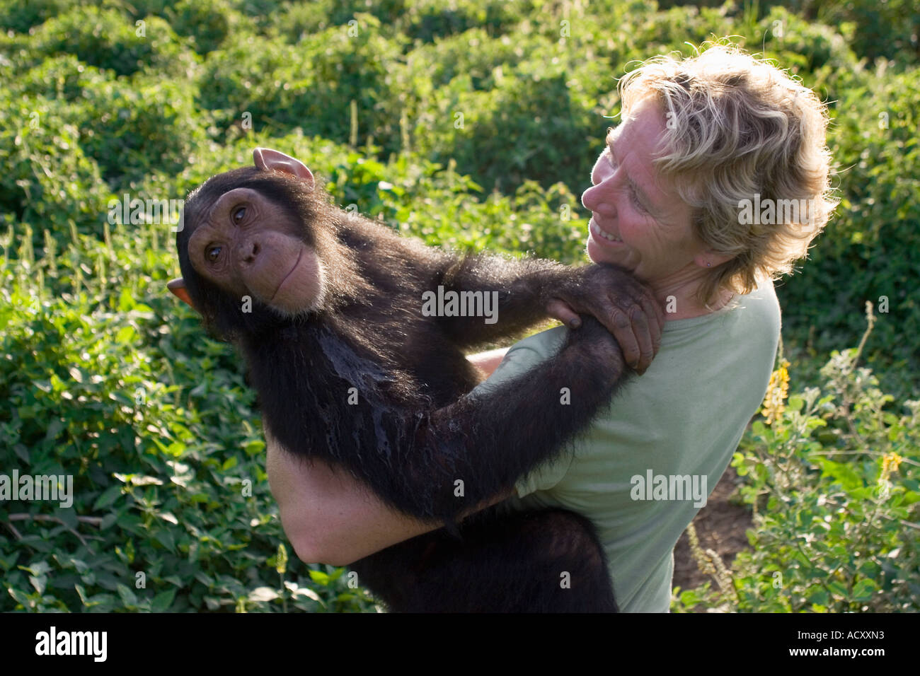 Debbie Cox de Jane Goodall Institute joue avec les chimpanzés protégés sur l'île de Ngamba, Lac Victoria Banque D'Images