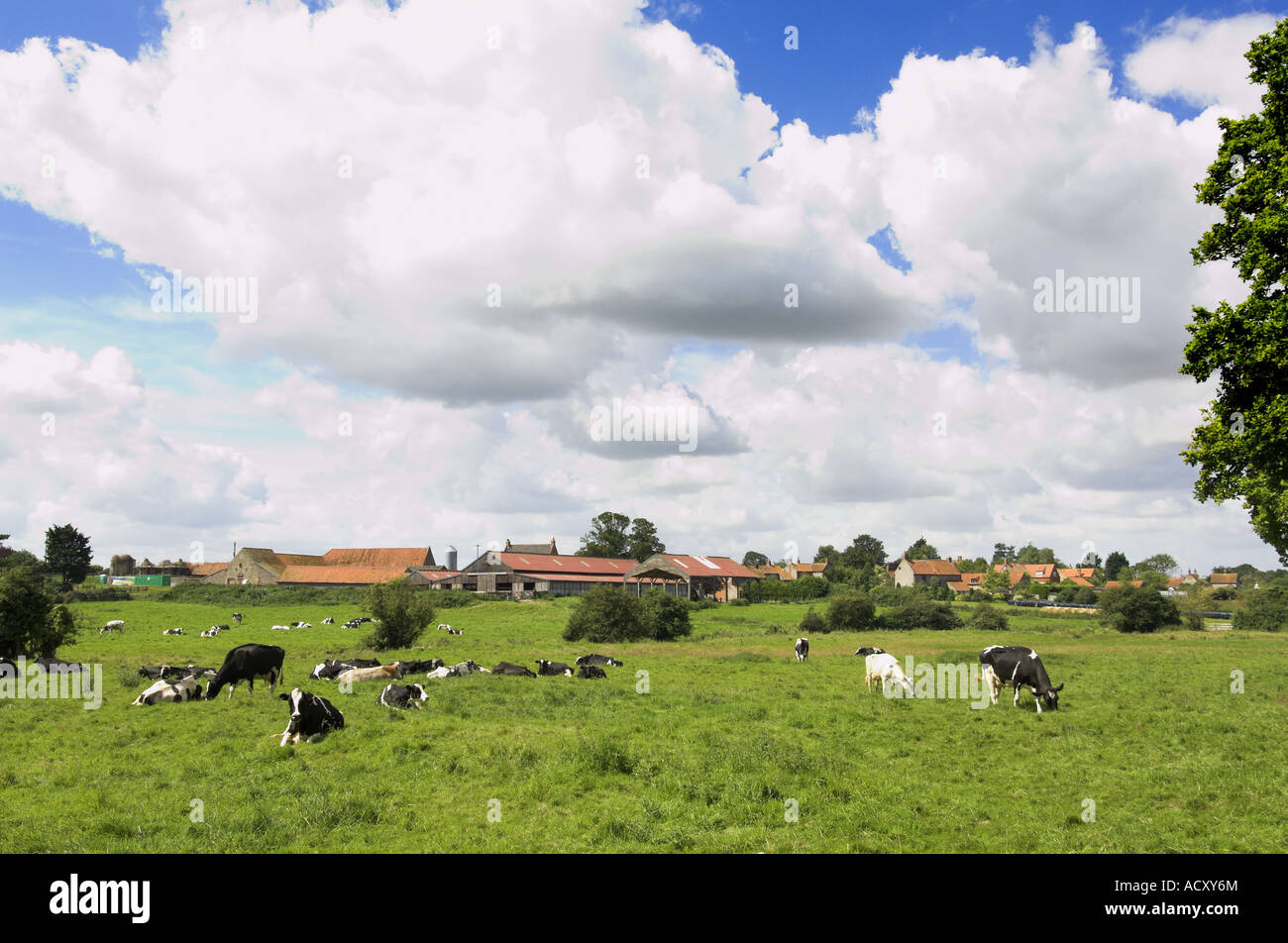 View of traditional farm Norfolk avec troupeau laitier sur les pâturages prairie avec des bâtiments de ferme en arrière-plan Binham Angleterre Août Banque D'Images