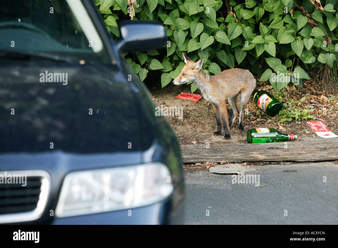 Un renard à côté d'une voiture en stationnement, Berlin, Allemagne Banque D'Images