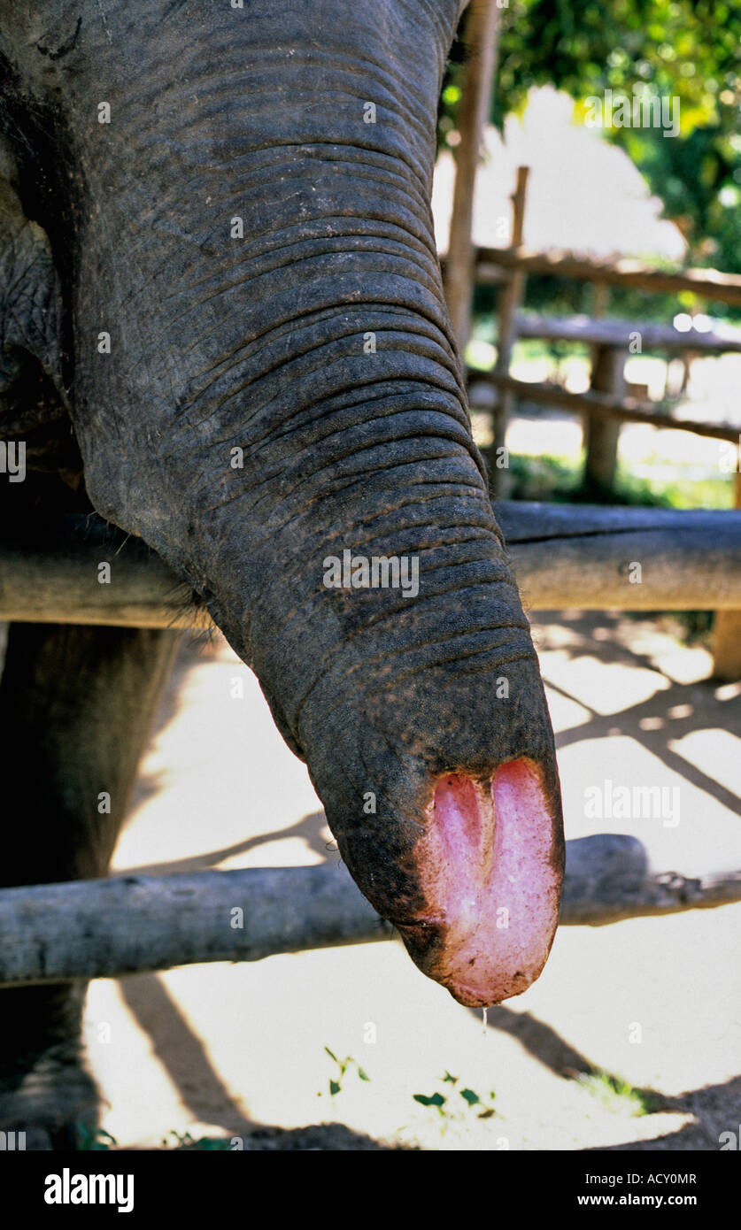 L'éléphant d'Asie femelle avec tronc coupé,résultat d'accident d'exploitation forestière. Maintenant au TECC,Lampang, Thaïlande Banque D'Images