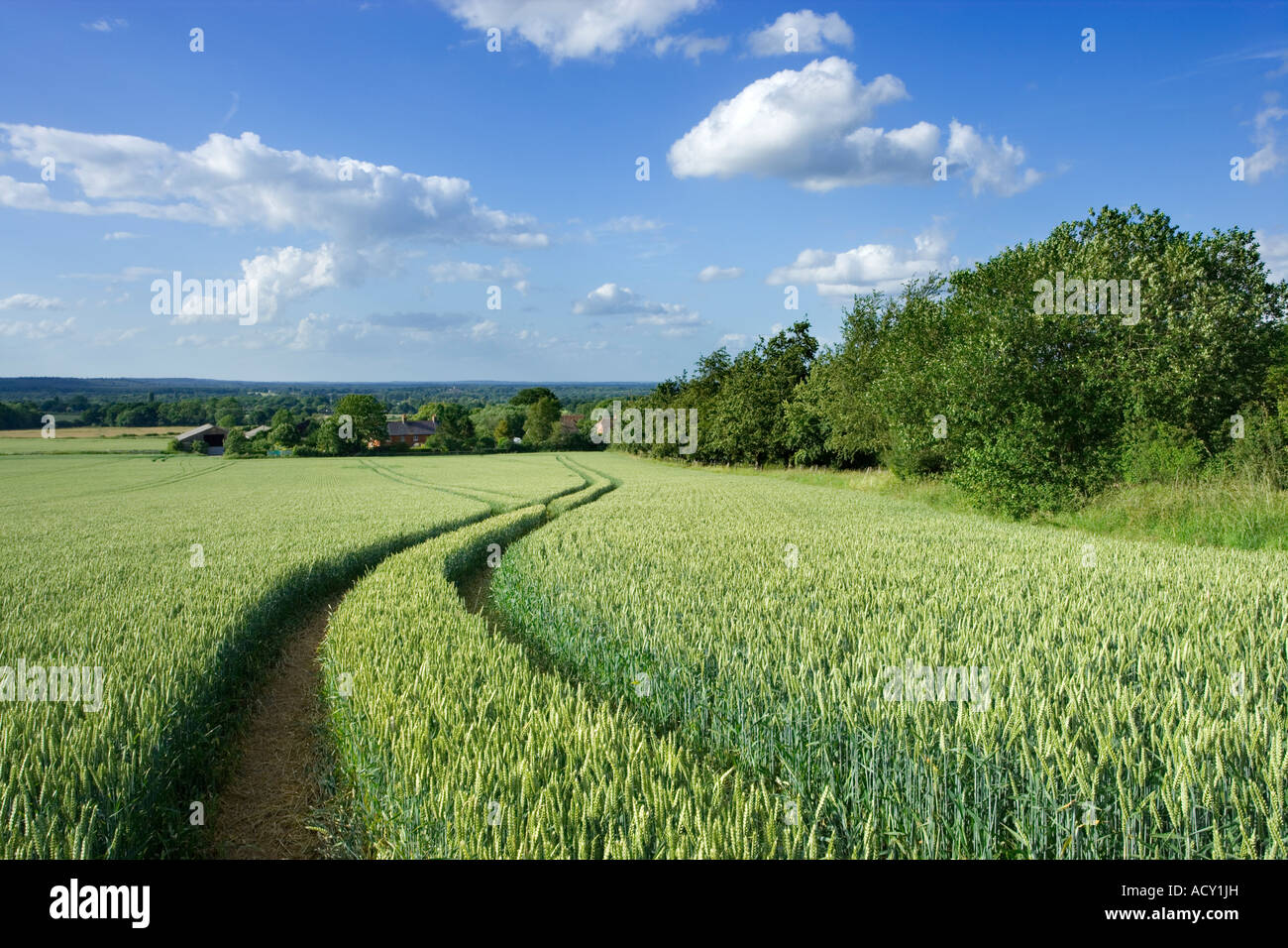 Champ de blé avec empreinte de tracteur, Surrey, UK Banque D'Images