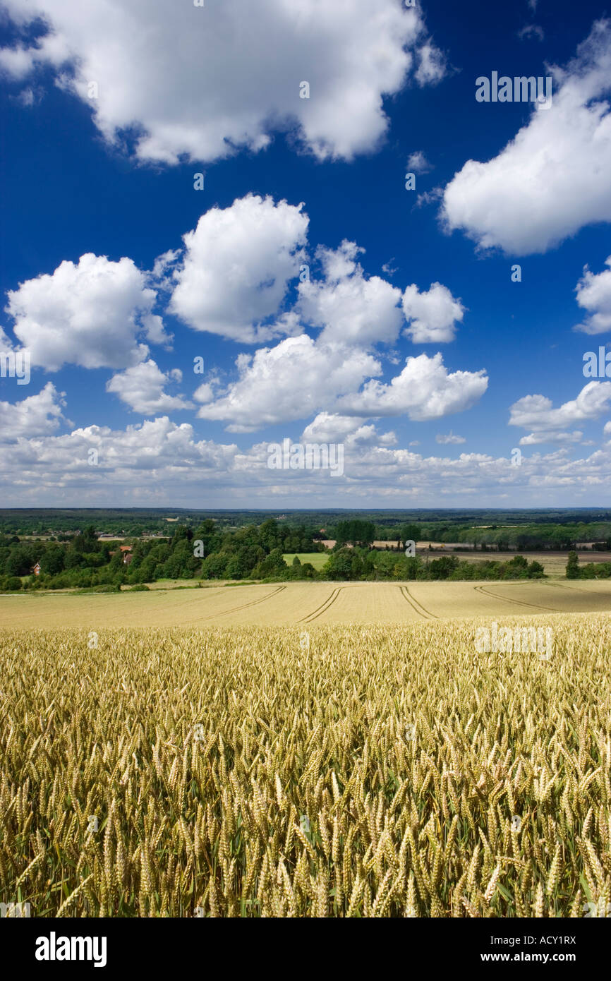 Champ de blé, Surrey England UK Banque D'Images