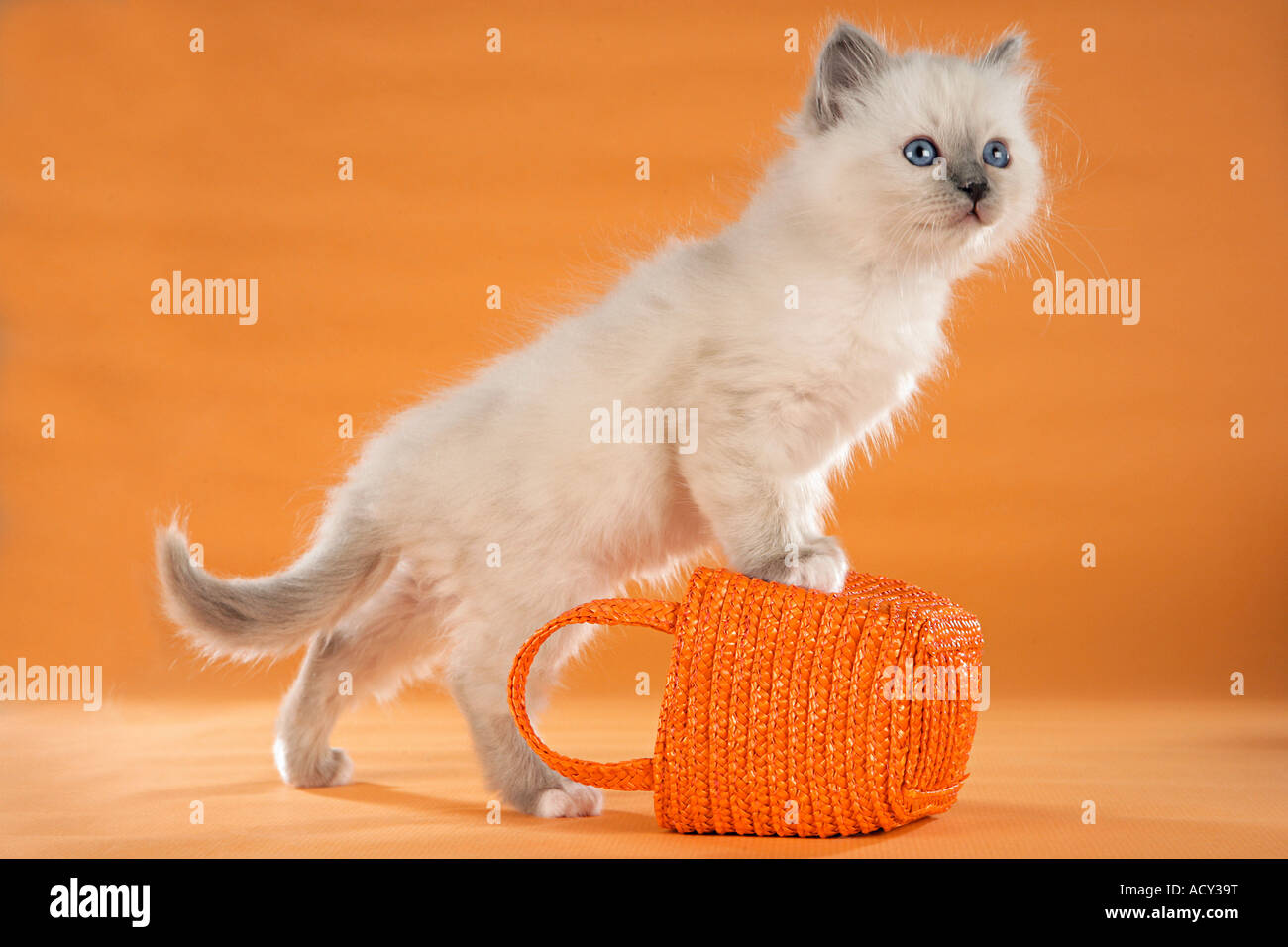 Chat Sacré de Birmanie - chaton debout sur panier Banque D'Images