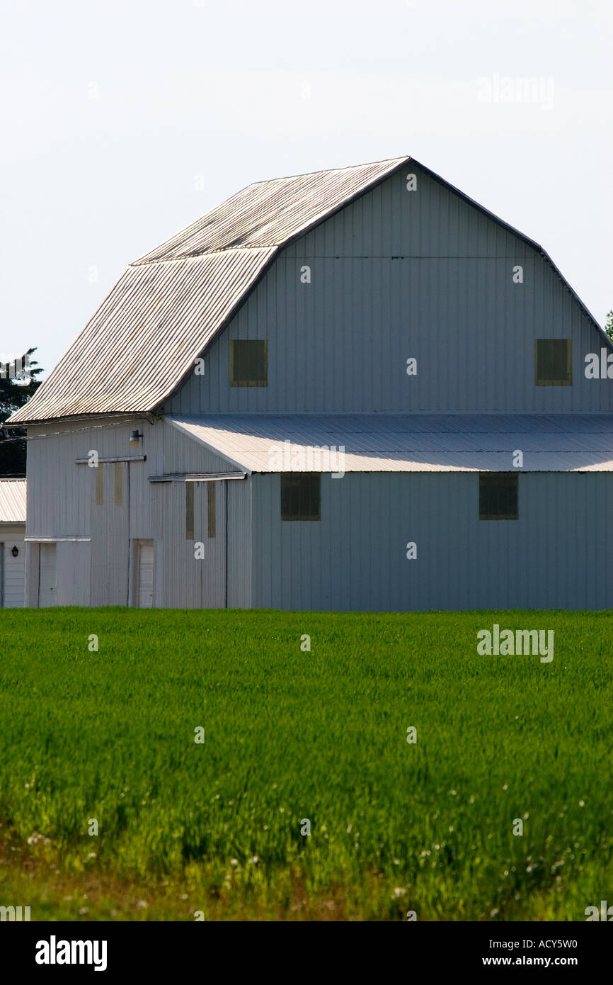 Grange Blanche et champ de blé vert au sud-est de Defiance, Ohio. Banque D'Images
