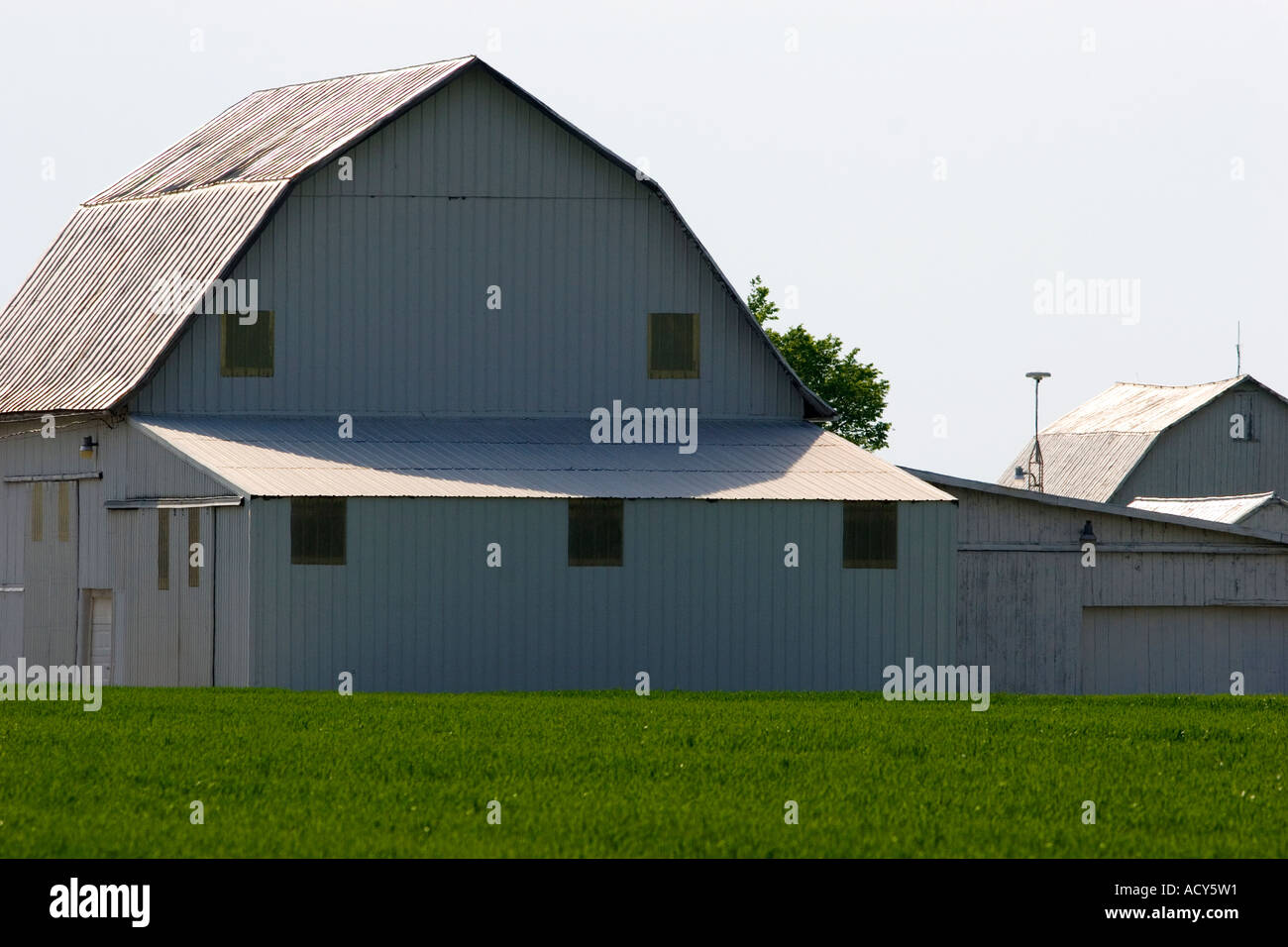 Grange Blanche et champ de blé vert au sud-est de Defiance, Ohio. Banque D'Images
