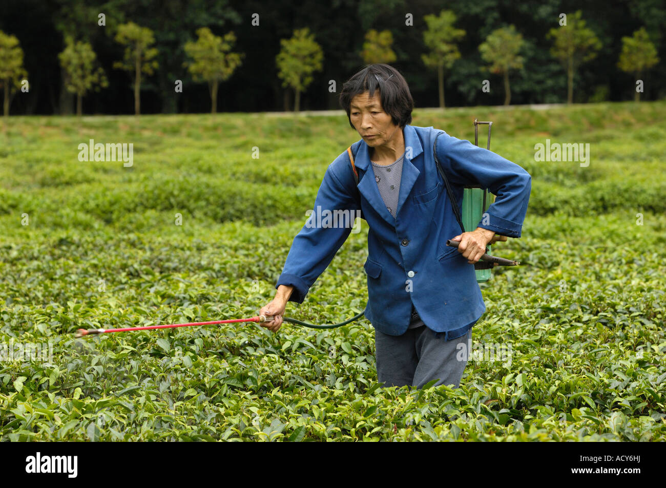 Les pulvérisations de pesticides d'une femme sur un plateau d'arbres dans le Jiangxi Chine Wuyuan 15 Jun 2007 Banque D'Images