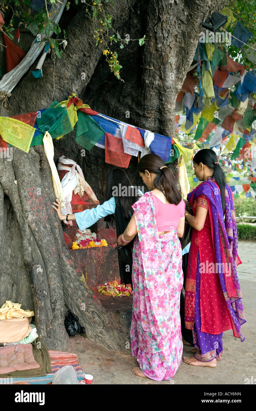 La femme priant devant l'arbre de Bodhi sacré.Lumbini.Lieu de naissance de Bouddha.Népal Banque D'Images