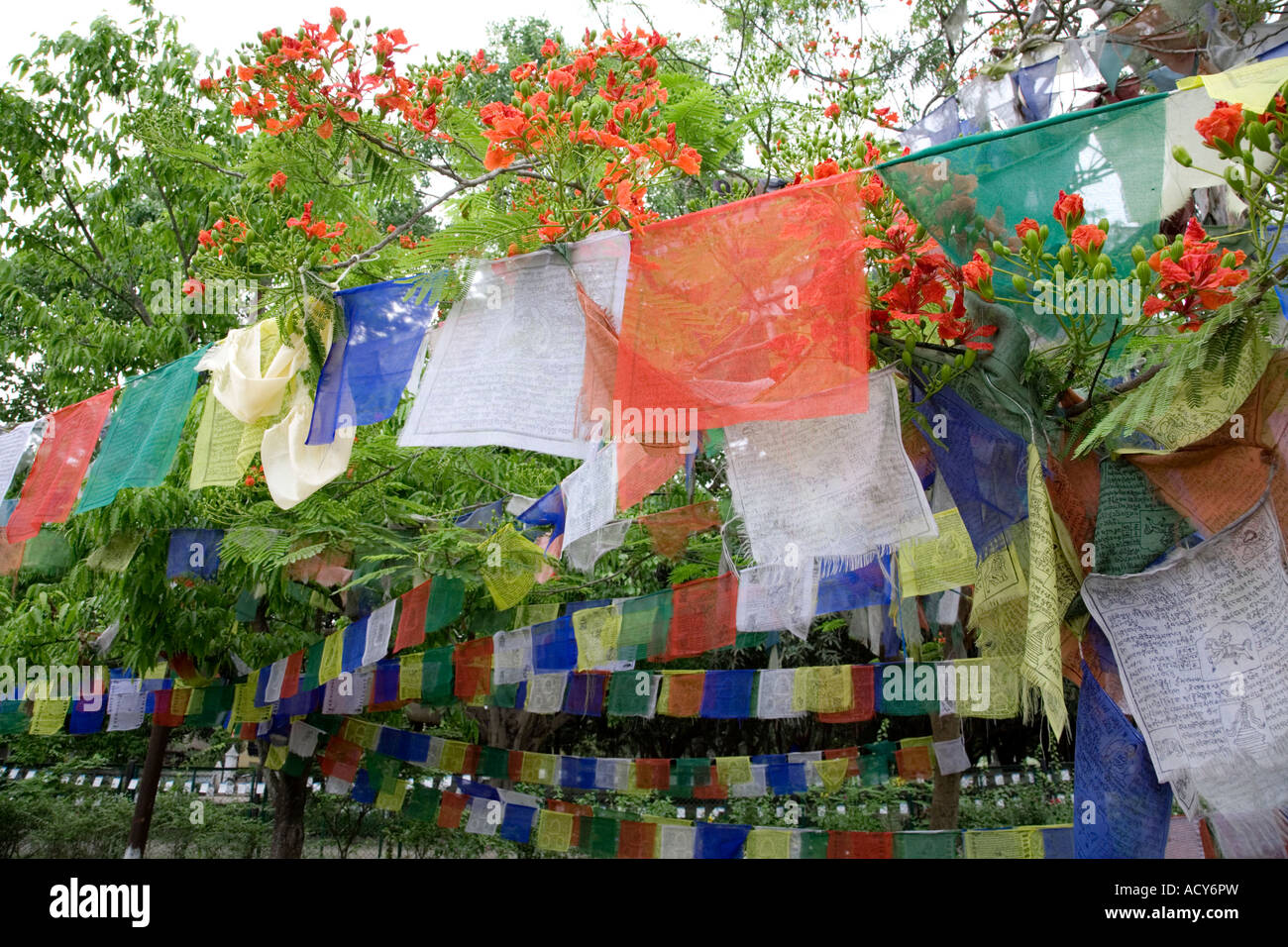 Les drapeaux de prières.Le jardin sacré.Lumbini.Lieu de naissance de Bouddha.Népal Banque D'Images