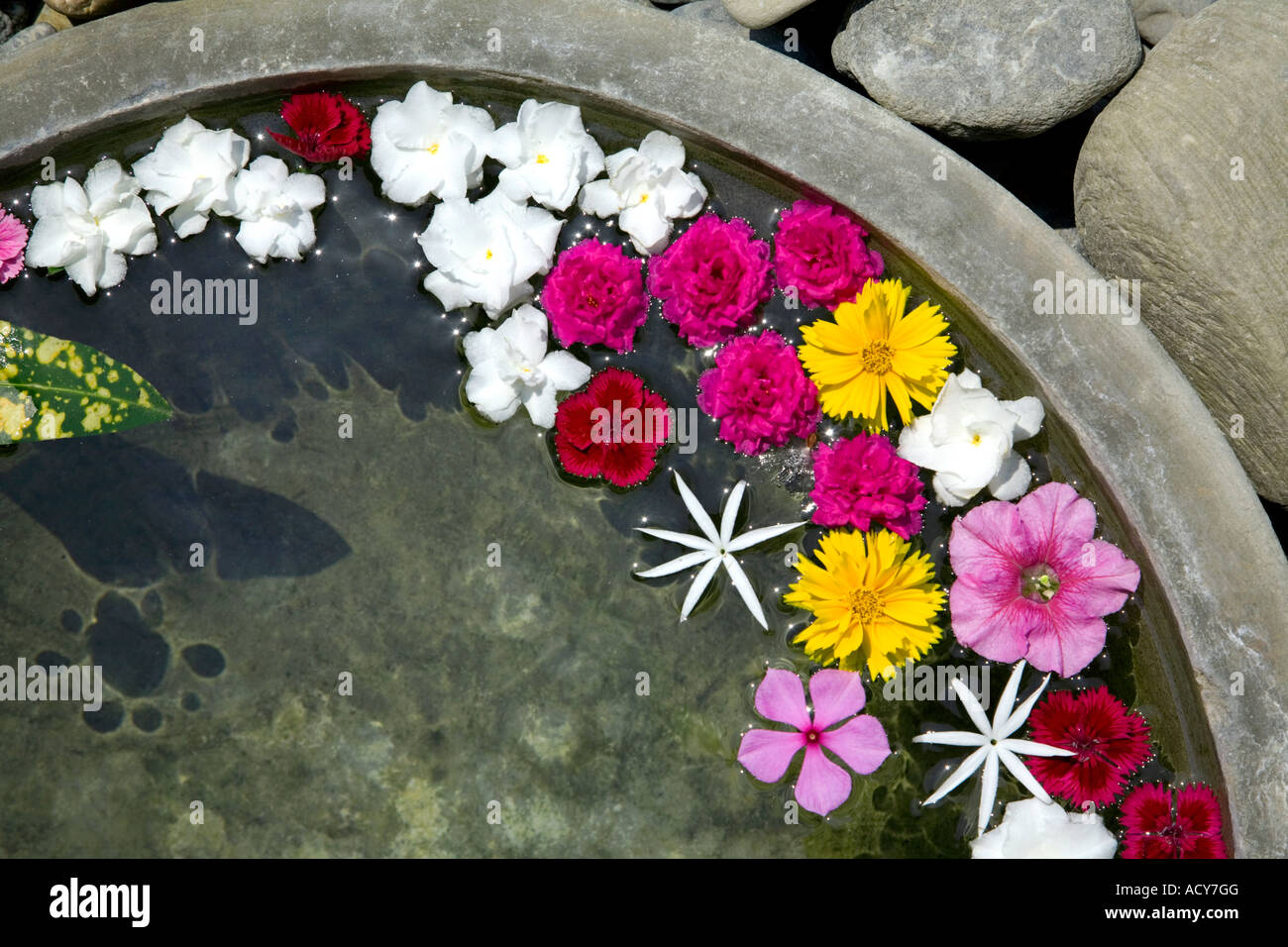 Petit étang avec des fleurs. Thaïlande monastère bouddhiste Lumbini. Le Népal Banque D'Images