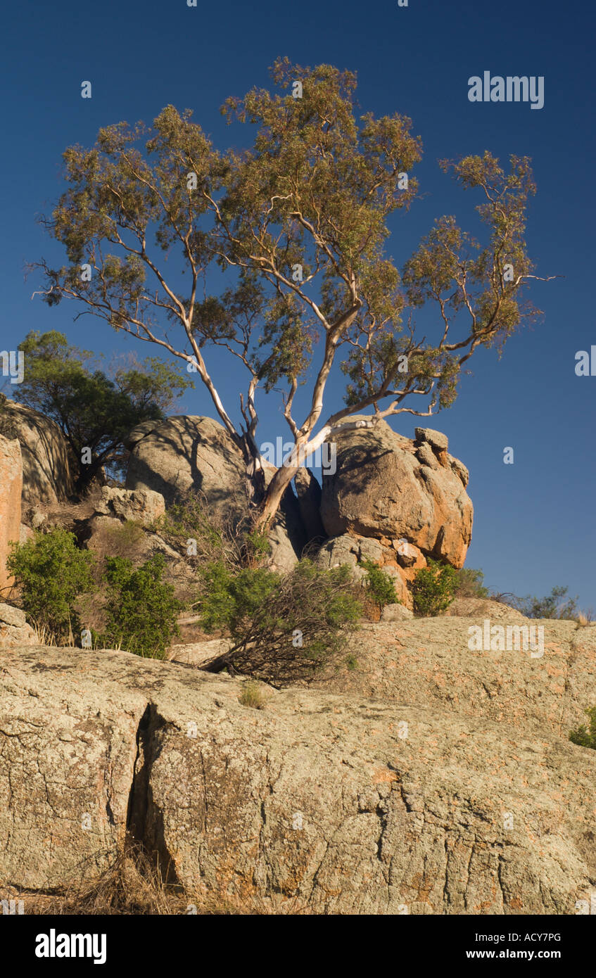 Formation rocheuse de Mount Hope et arbre Banque D'Images