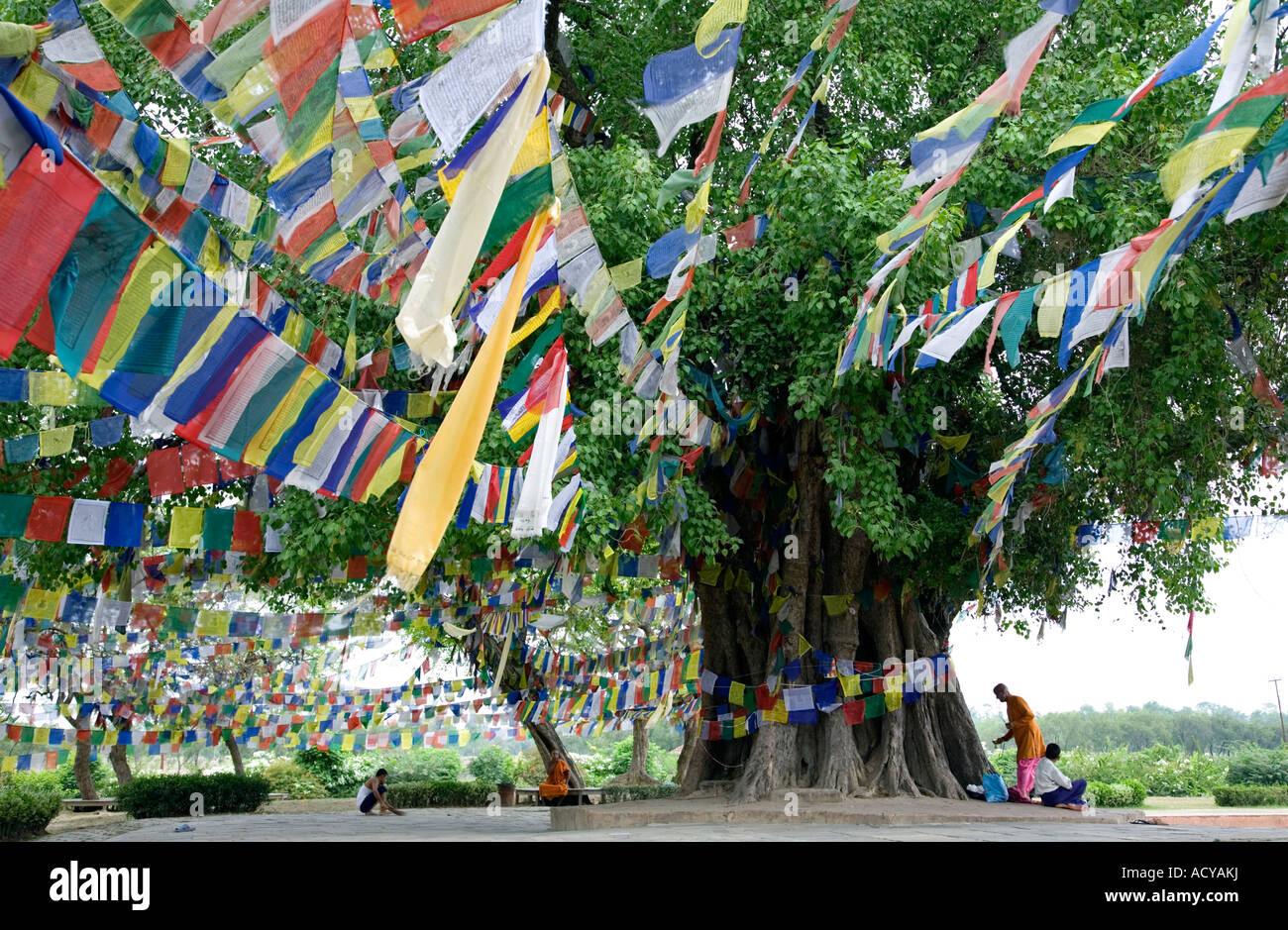 L'arbre de Bodhi sacré. Lumbini. Lieu de naissance de Bouddha .Népal Banque D'Images