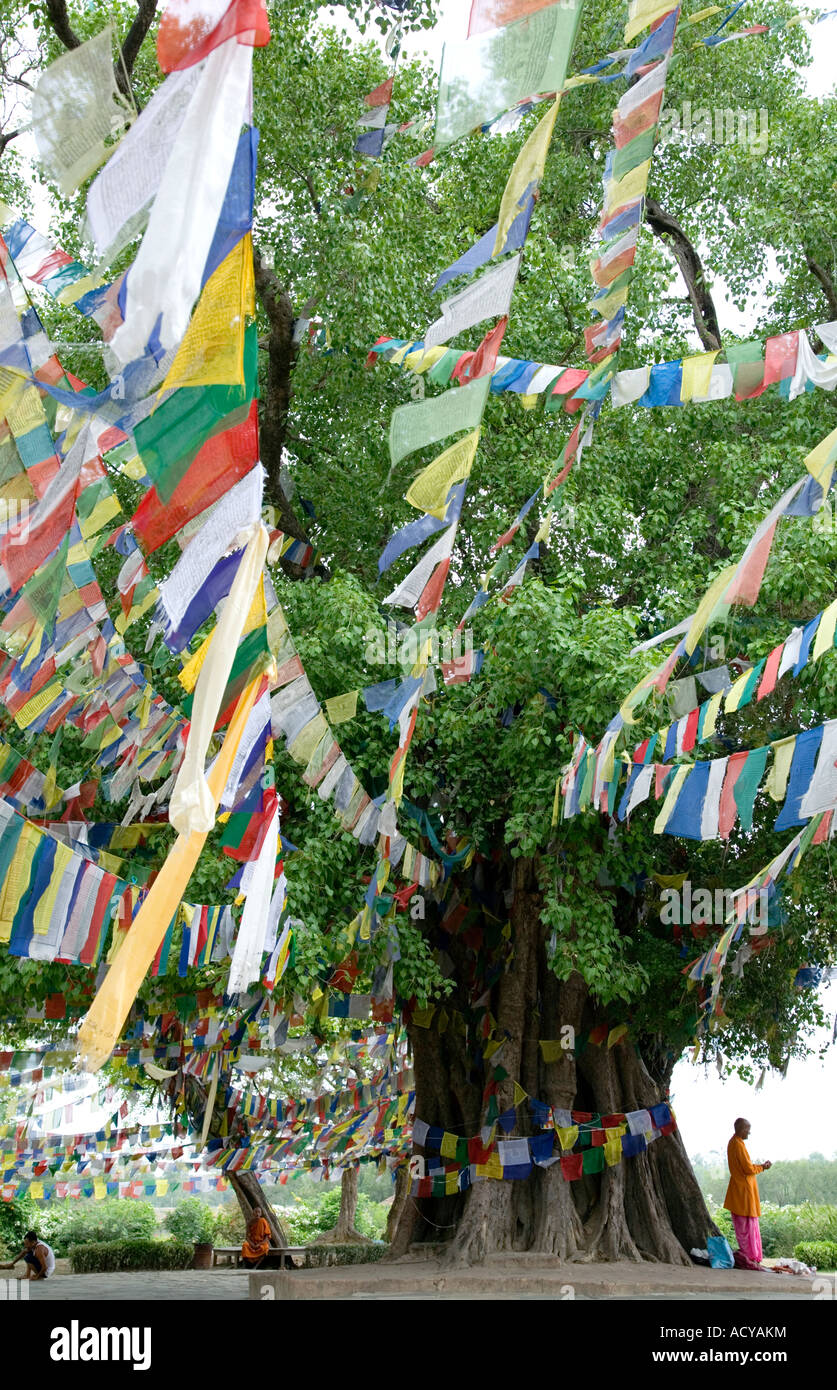 L'arbre de Bodhi sacré. Naissance de Lumbini.Bouddha. Le Népal Banque D'Images