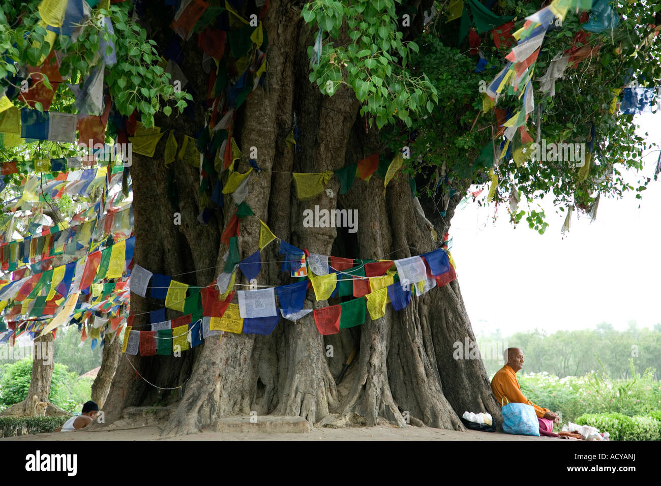 L'arbre de Bodhi sacré. Lumbini. Lieu de naissance de Bouddha. Le Népal Banque D'Images