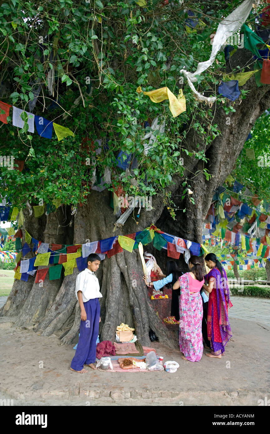Adorant les pèlerins à l'arbre de Bodhi sacré.Lumbini.Lieu de naissance de Bouddha.Népal Banque D'Images