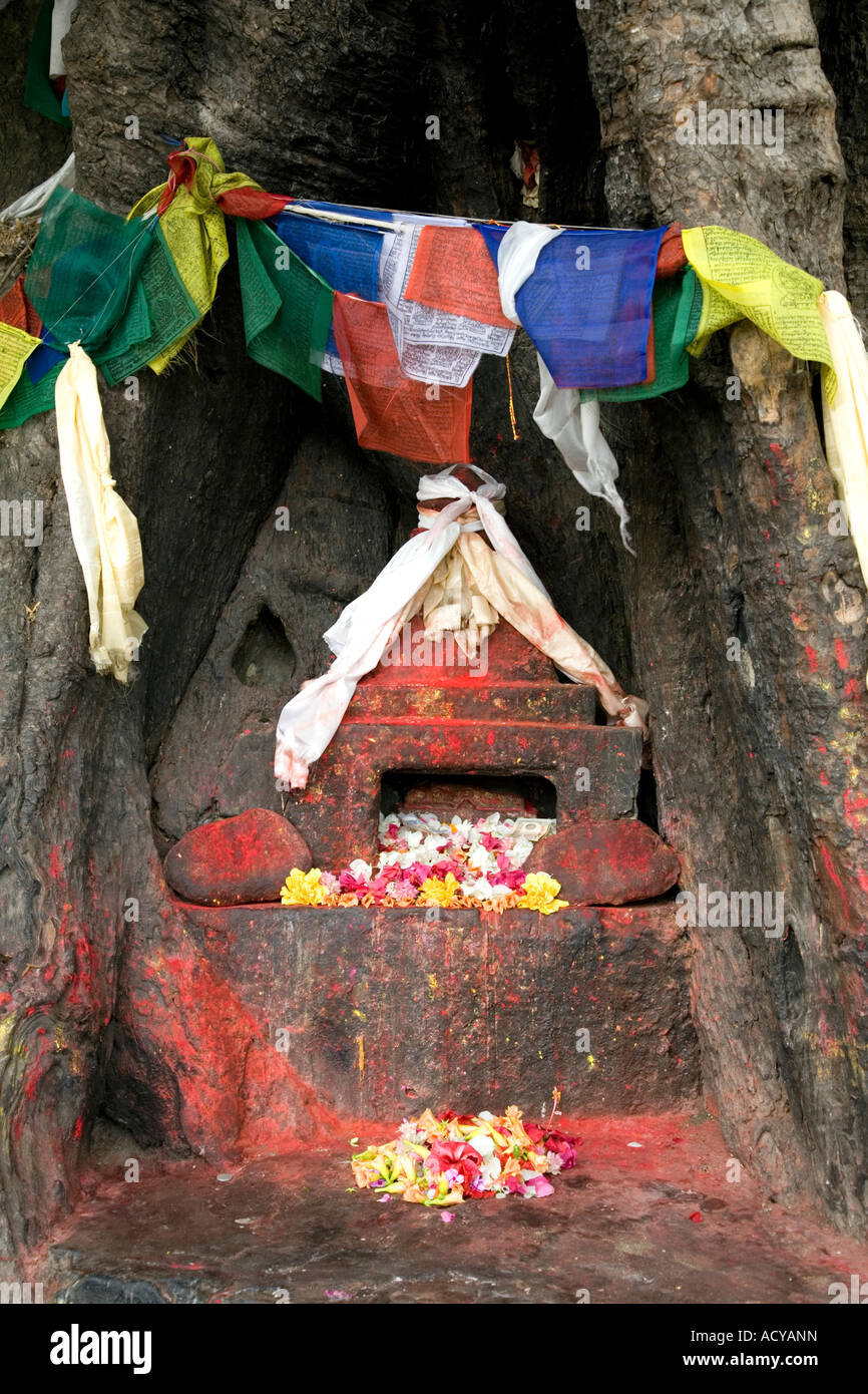 L'épargne et les drapeaux de prières.L'arbre de Bodhi sacré.Lumbini.Birthlace du seigneur Bouddha.Népal Banque D'Images