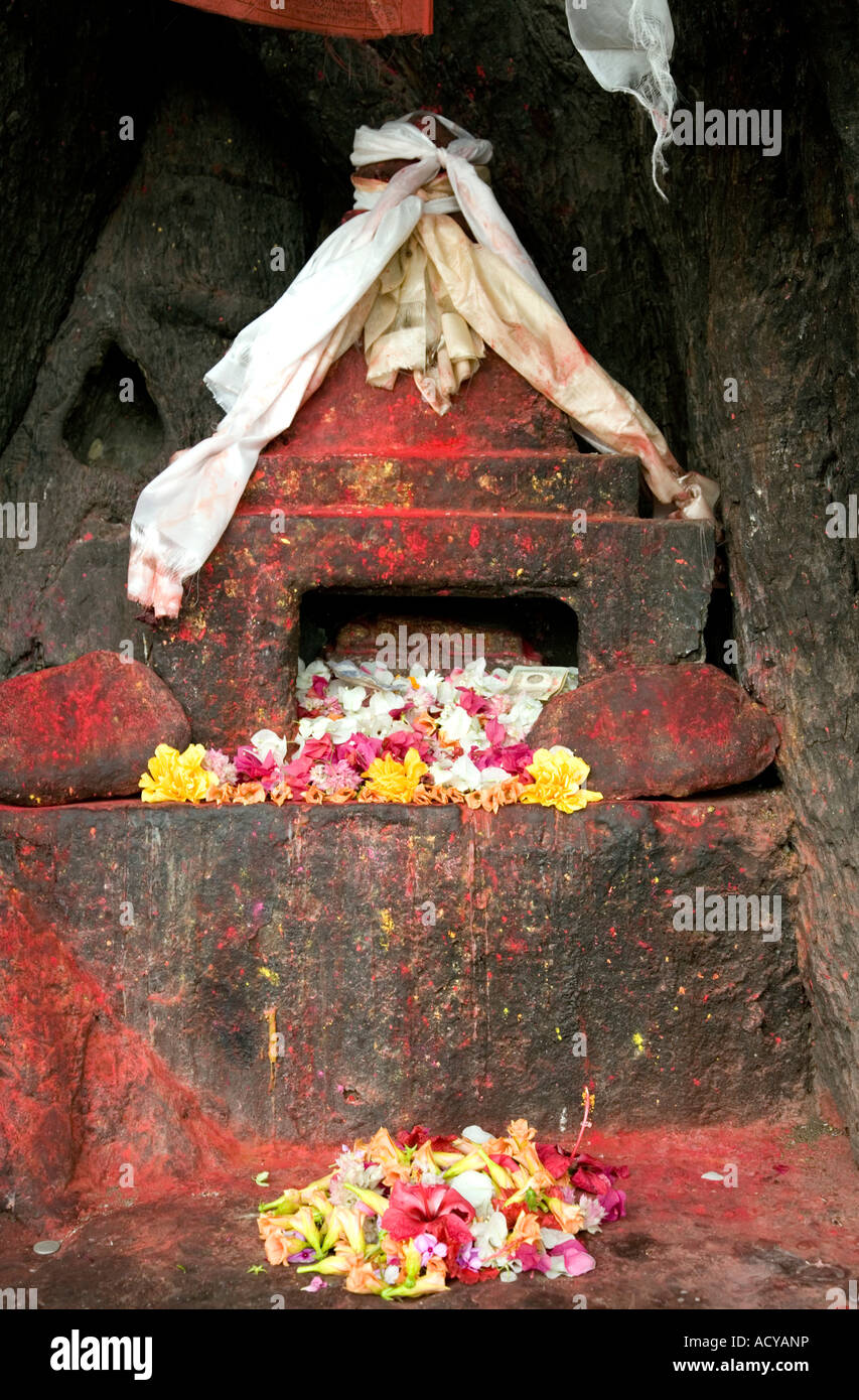 L'épargne à l'arbre de Bodhi sacré.Lumbini.Lieu de naissance de Bouddha.Népal Banque D'Images